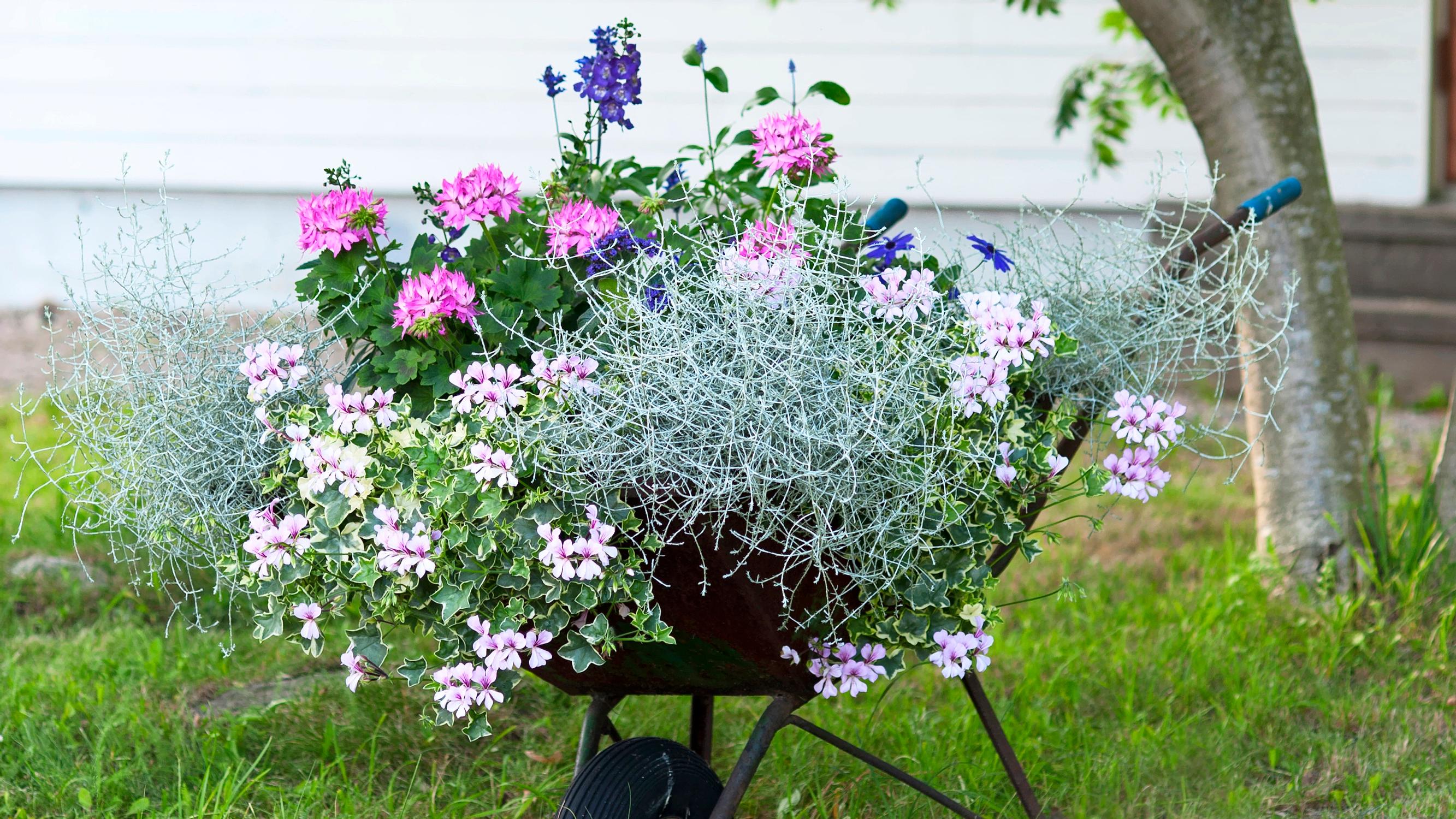 In a wheelbarrow, on the wall, or in the vegetable patch—7 ways to use summer flowers beautifully