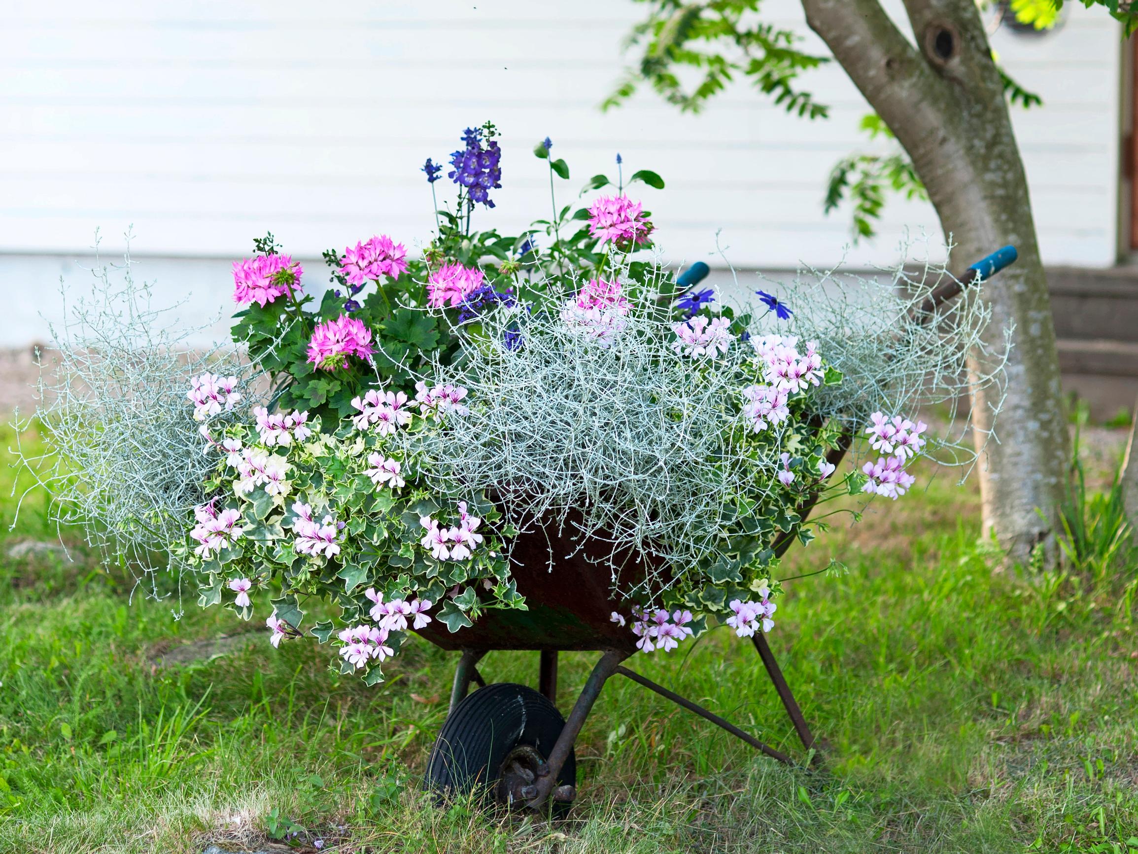 In a wheelbarrow, on the wall, or in the vegetable patch—7 ways to use summer flowers beautifully