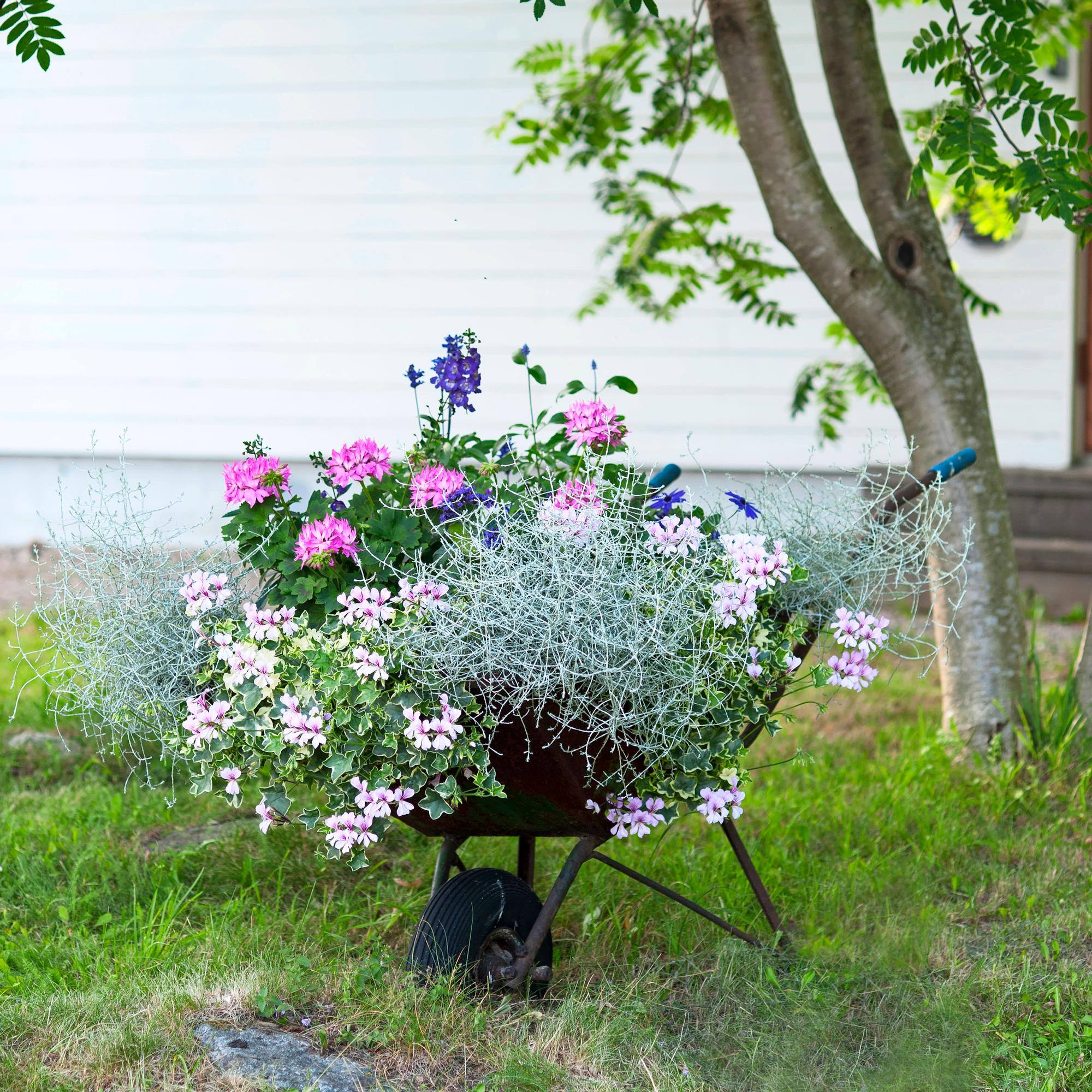 In a wheelbarrow, on the wall, or in the vegetable patch—7 ways to use summer flowers beautifully