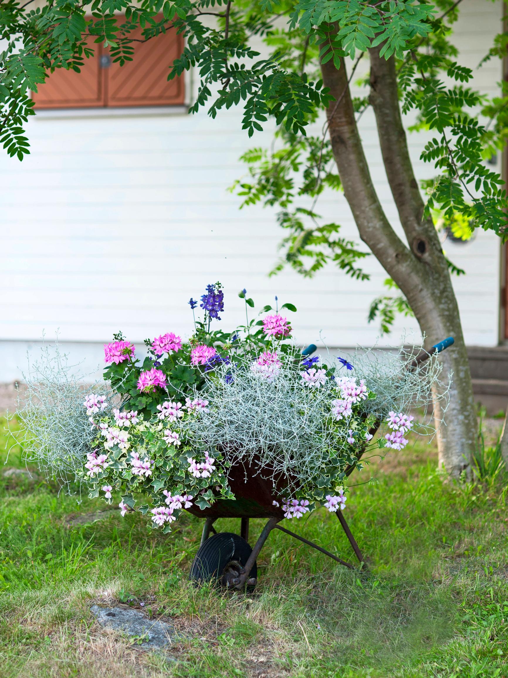 In a wheelbarrow, on the wall, or in the vegetable patch—7 ways to use summer flowers beautifully