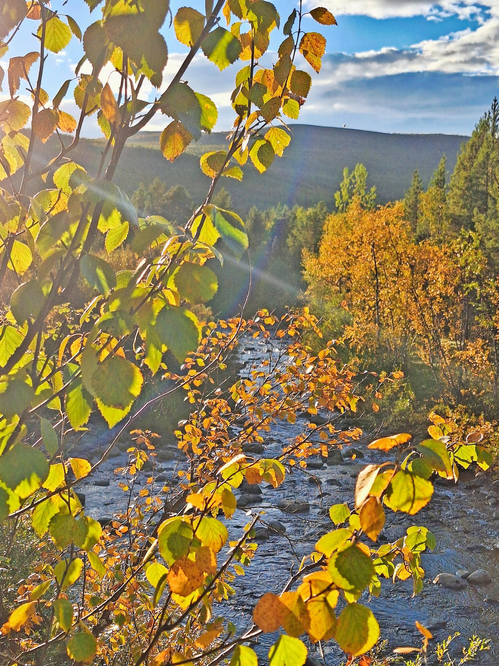 a flowing river visible through the trees