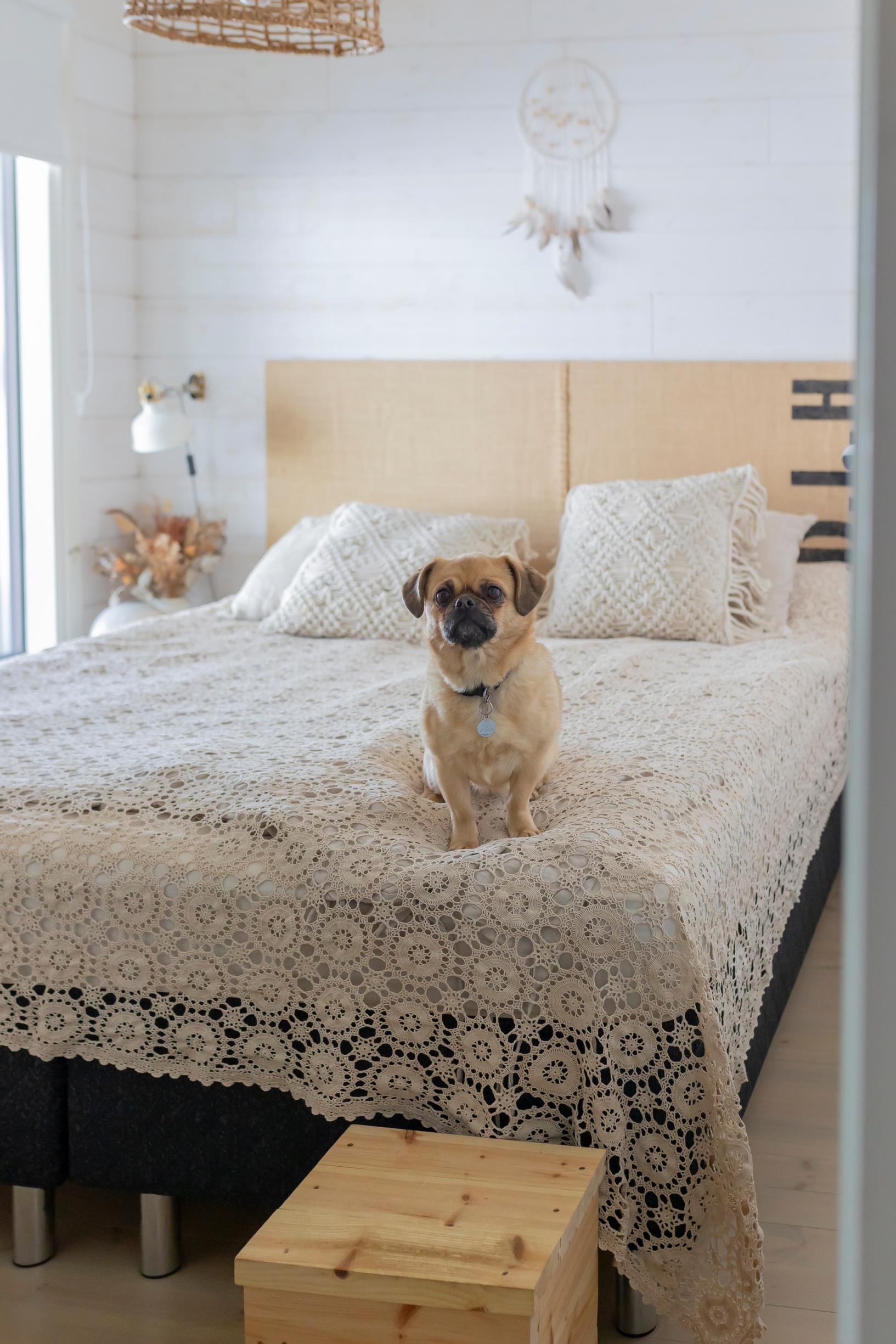 A dog sitting on a double bed with a lace bedspread