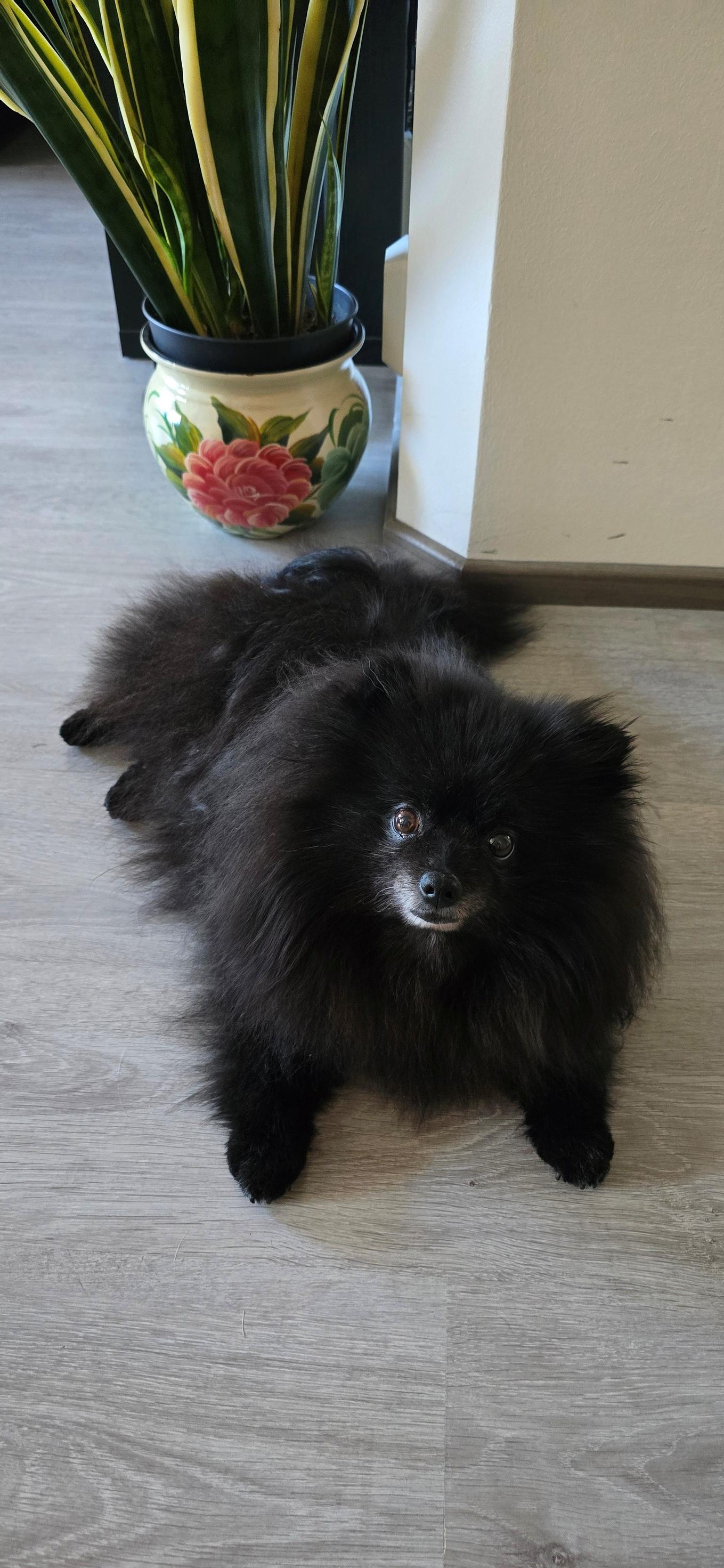 Satu’s dog