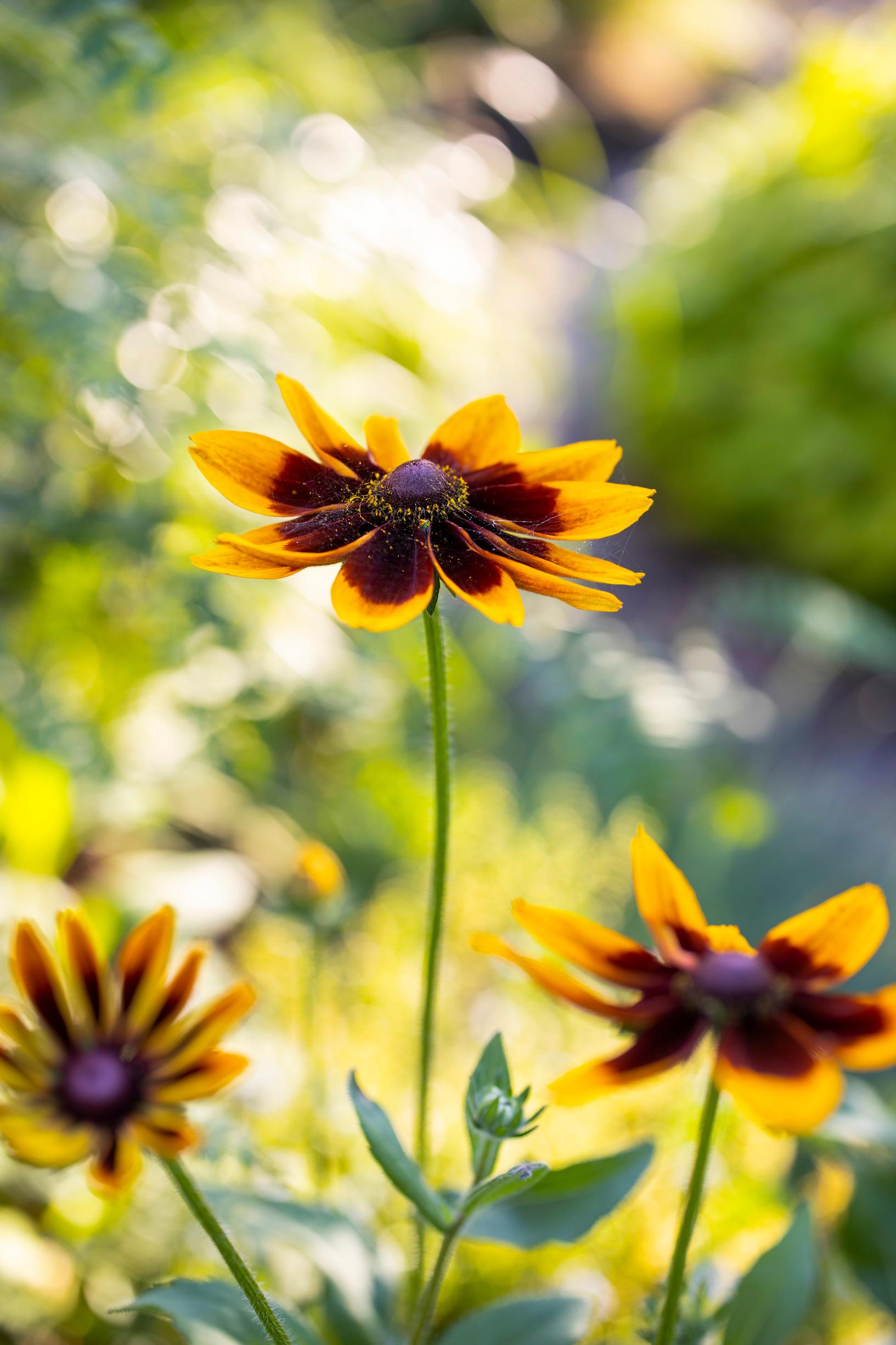 rudbeckia