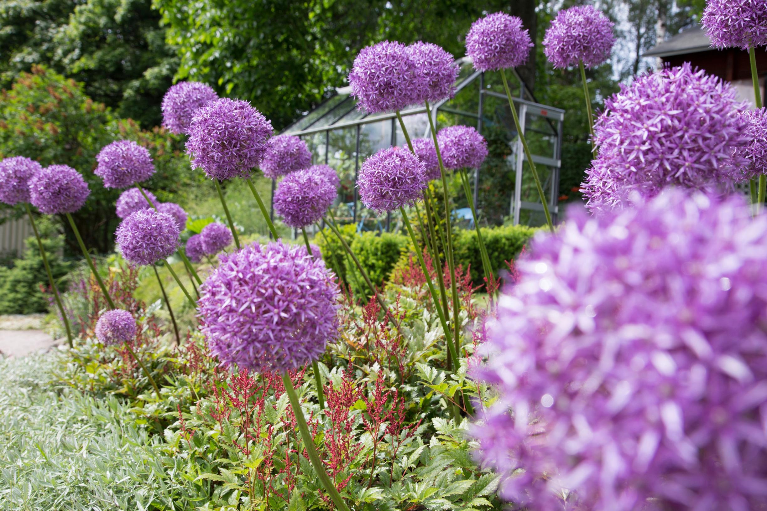 Allium ‘Globemaster’, Allium hybrid