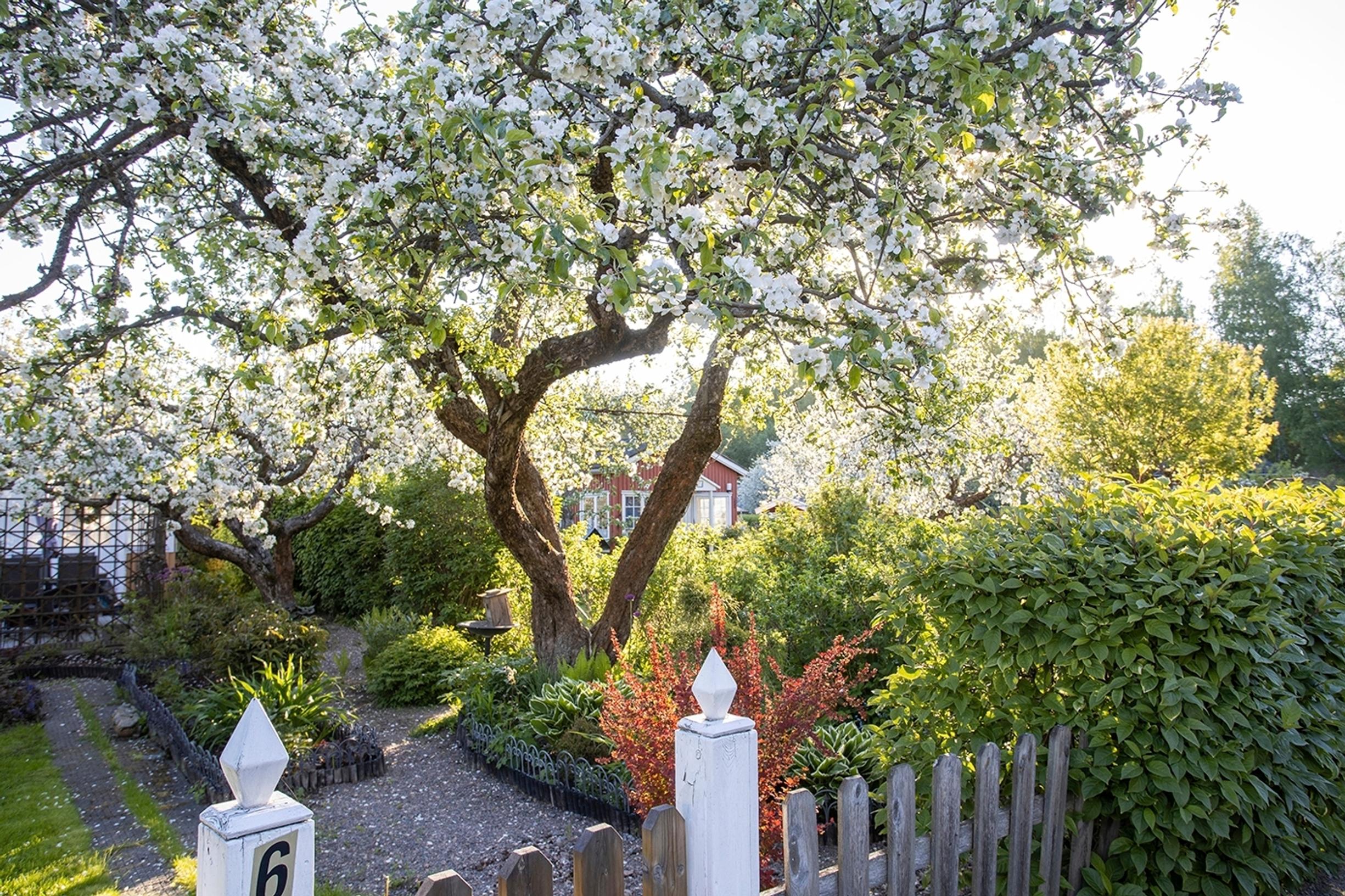 garden ideas