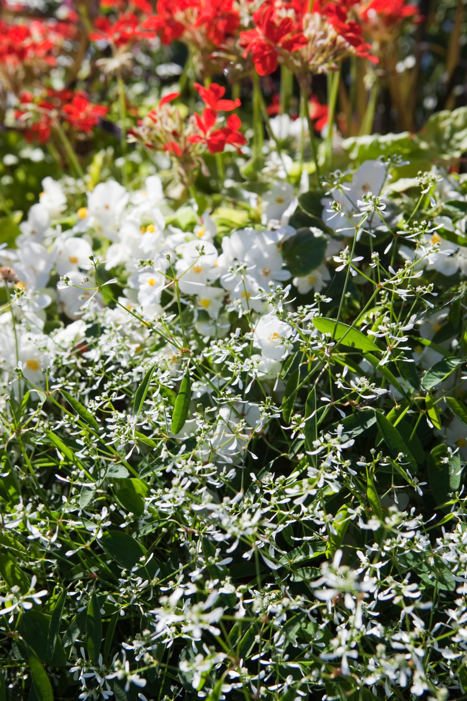 In front of the ‘Eureka White’ wax begonia is the airy euphorbia hypericifolia ‘Diamand Frost’.