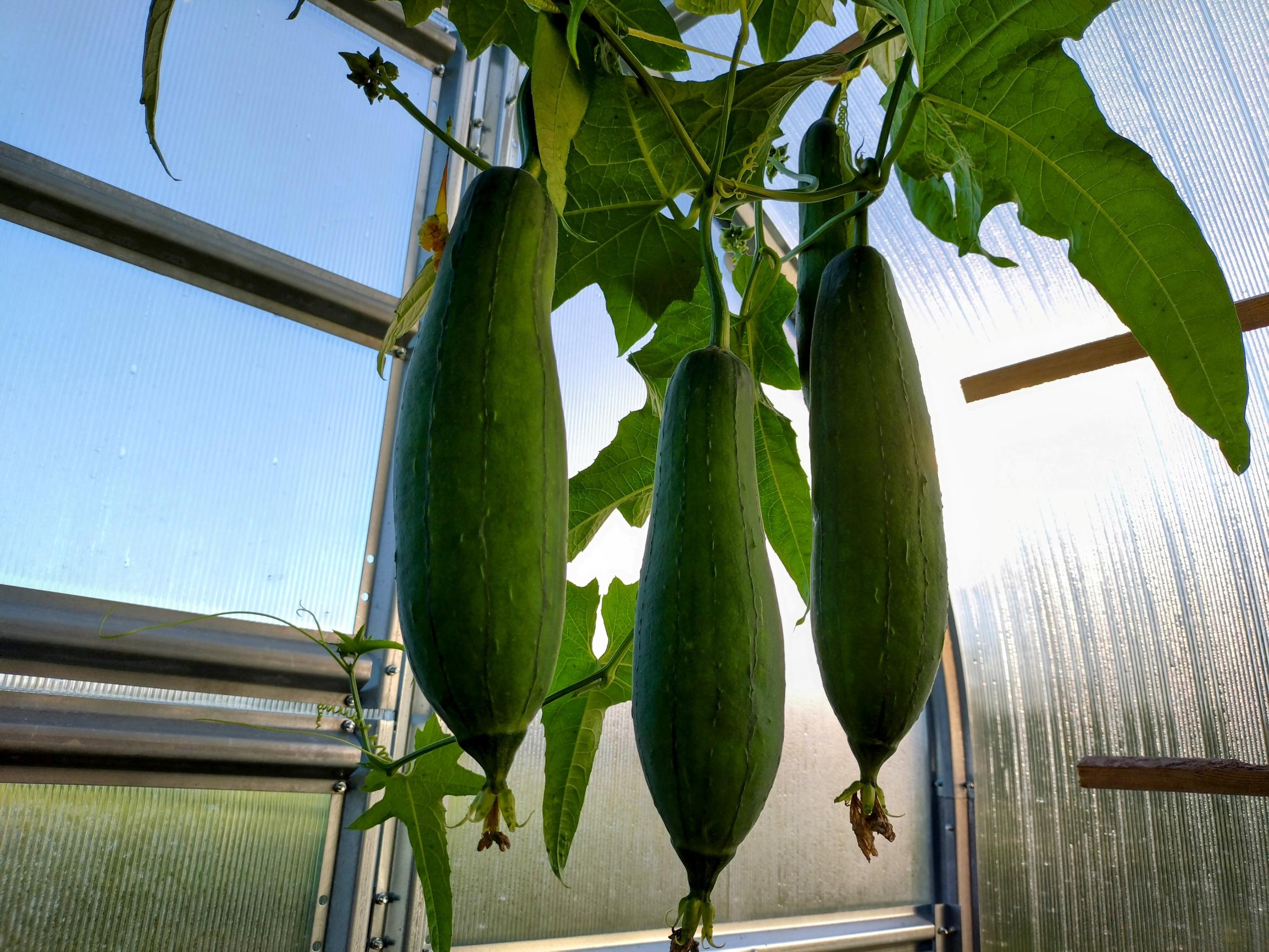 Loofah gourd or luffa