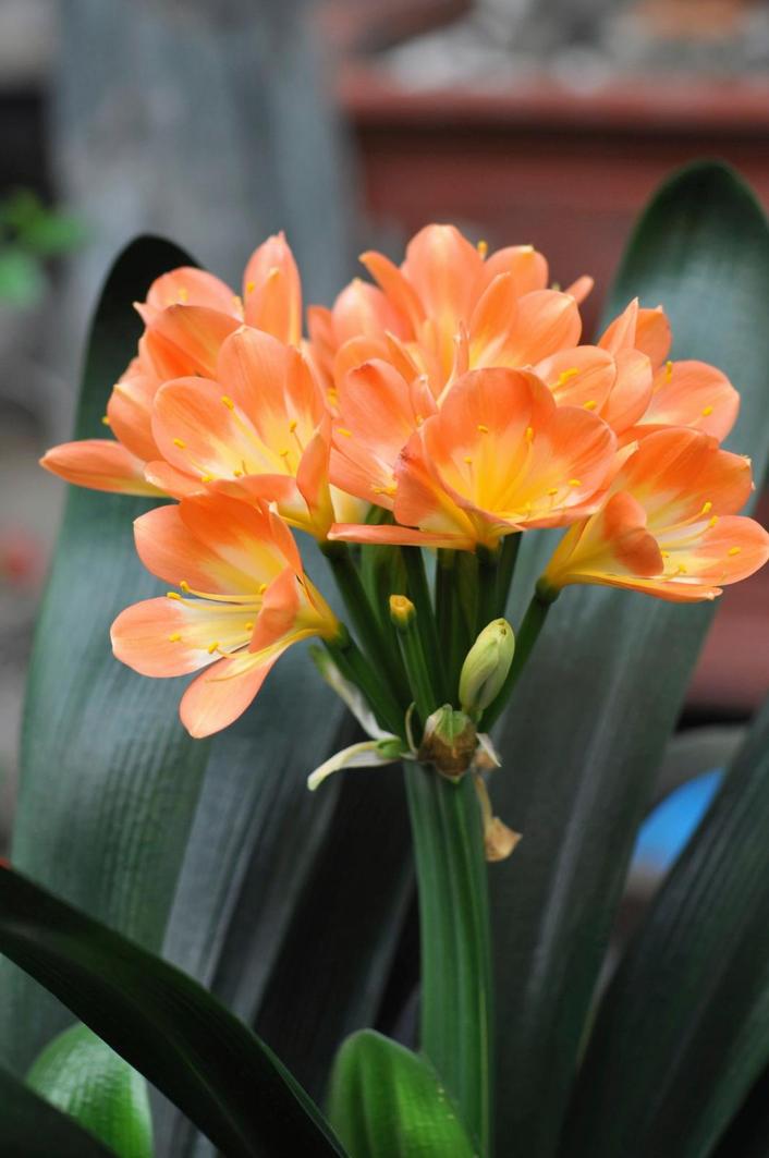 Clivia: care and flowering | Kotona Living