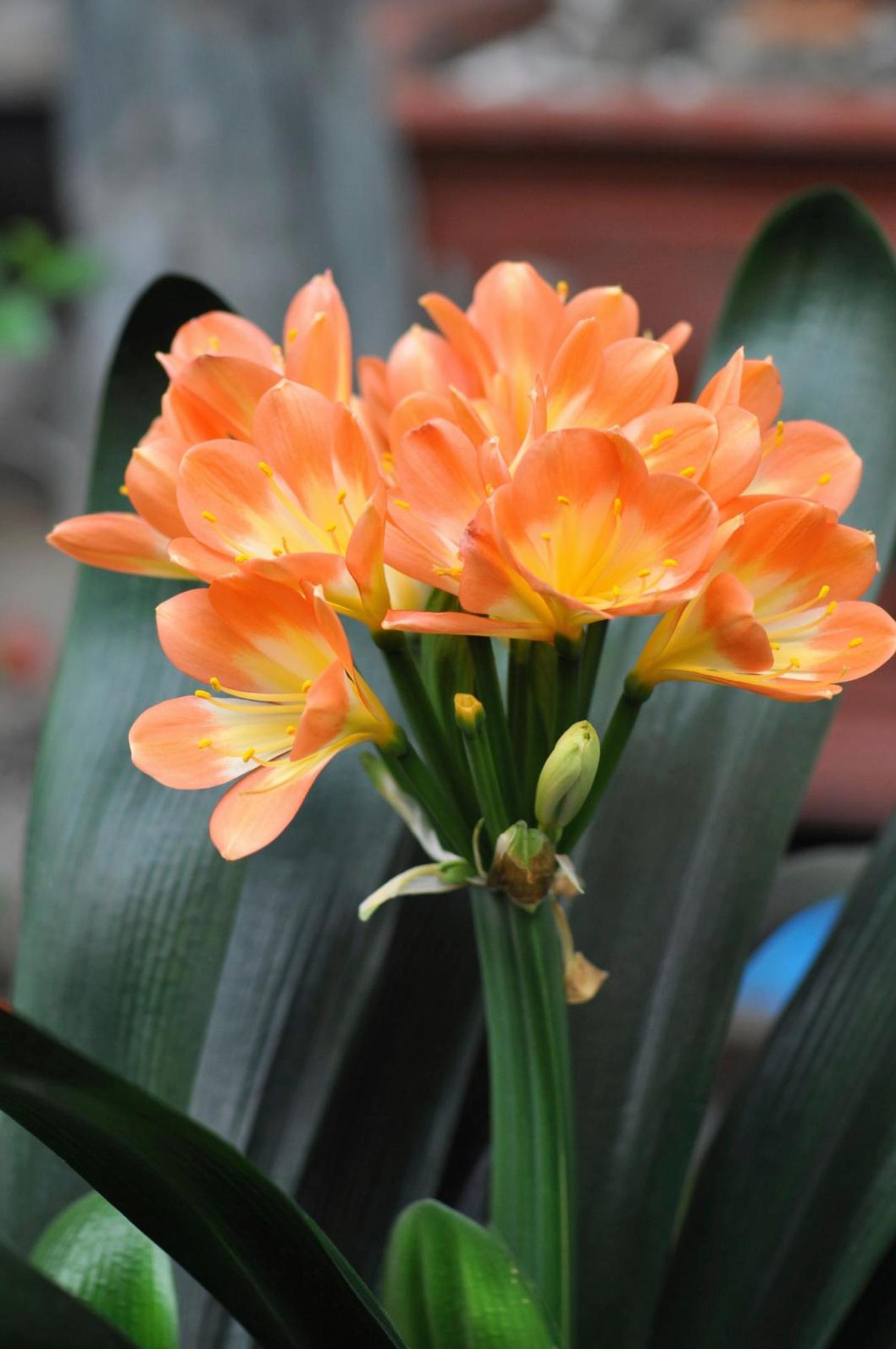 Discover clivia’s showstopping blooms: a simple guide to easy, rewarding care