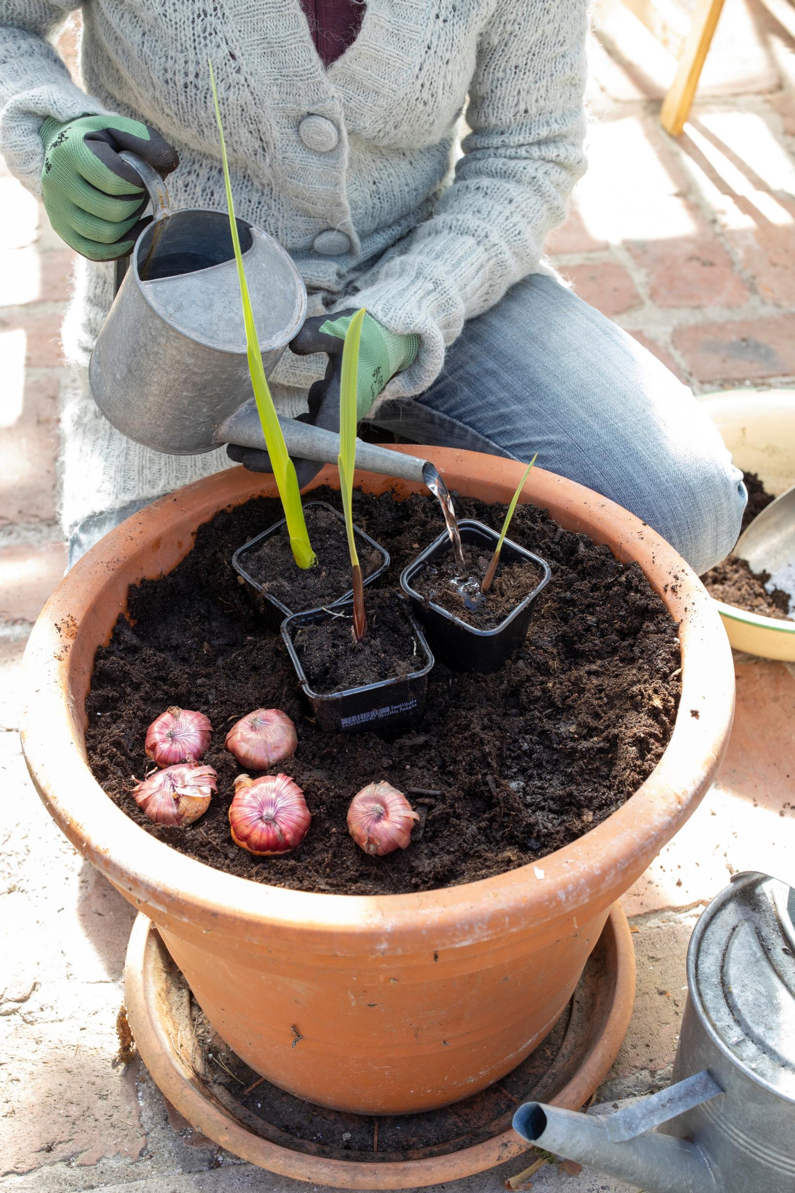 Pre-sprouting gladiolus: planting a bulb in an outdoor pot.
