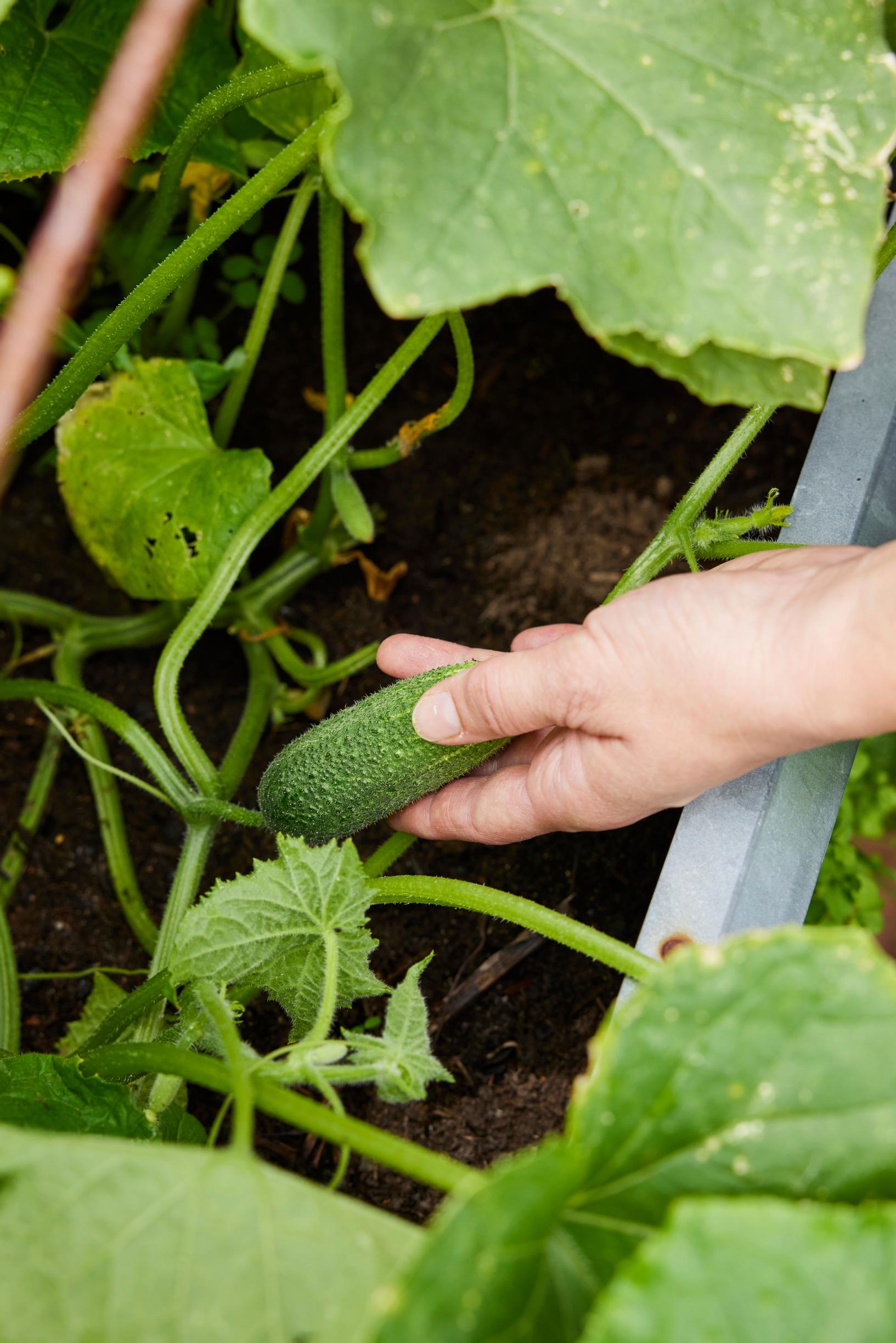 pickling cucumber