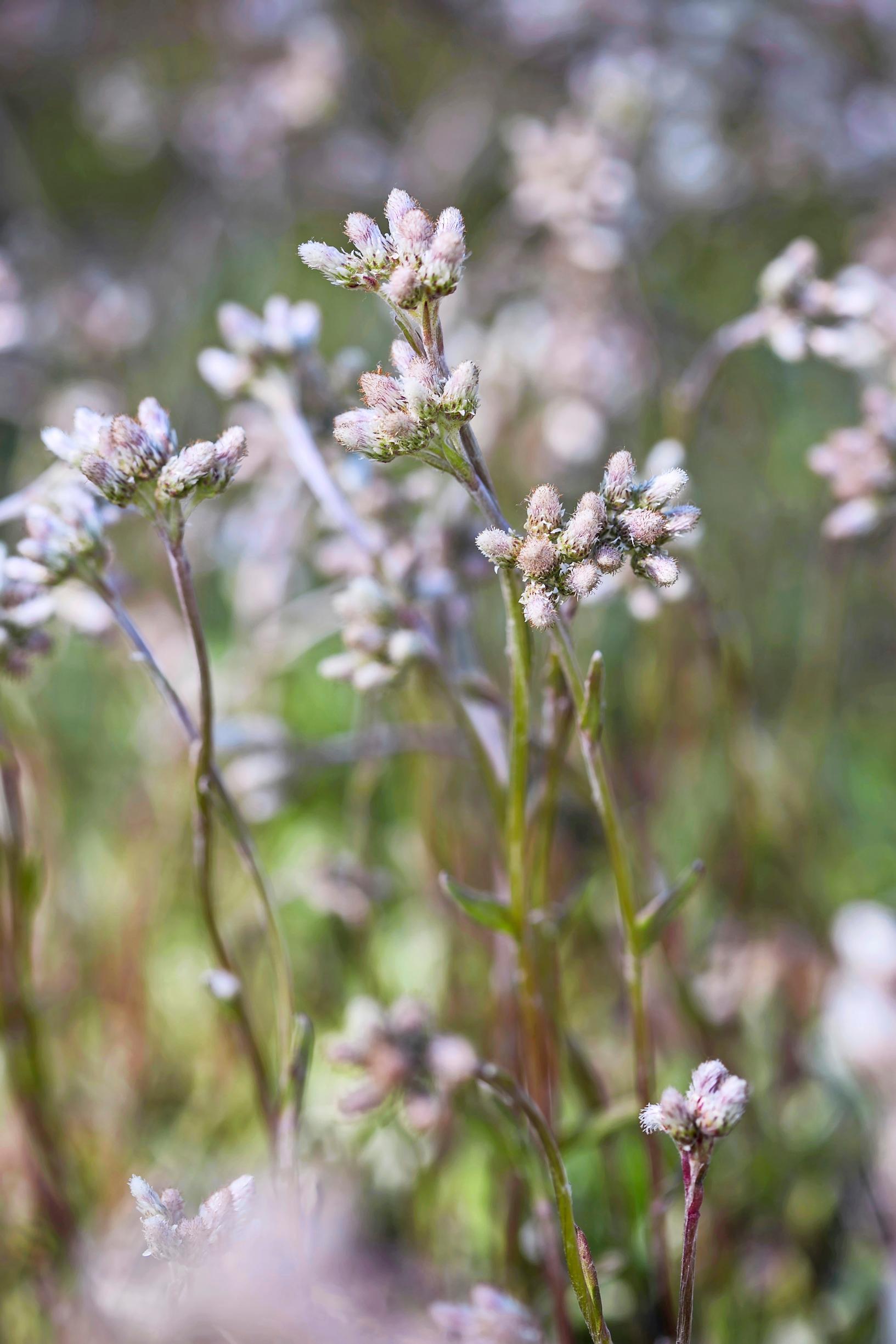 Cat's ear