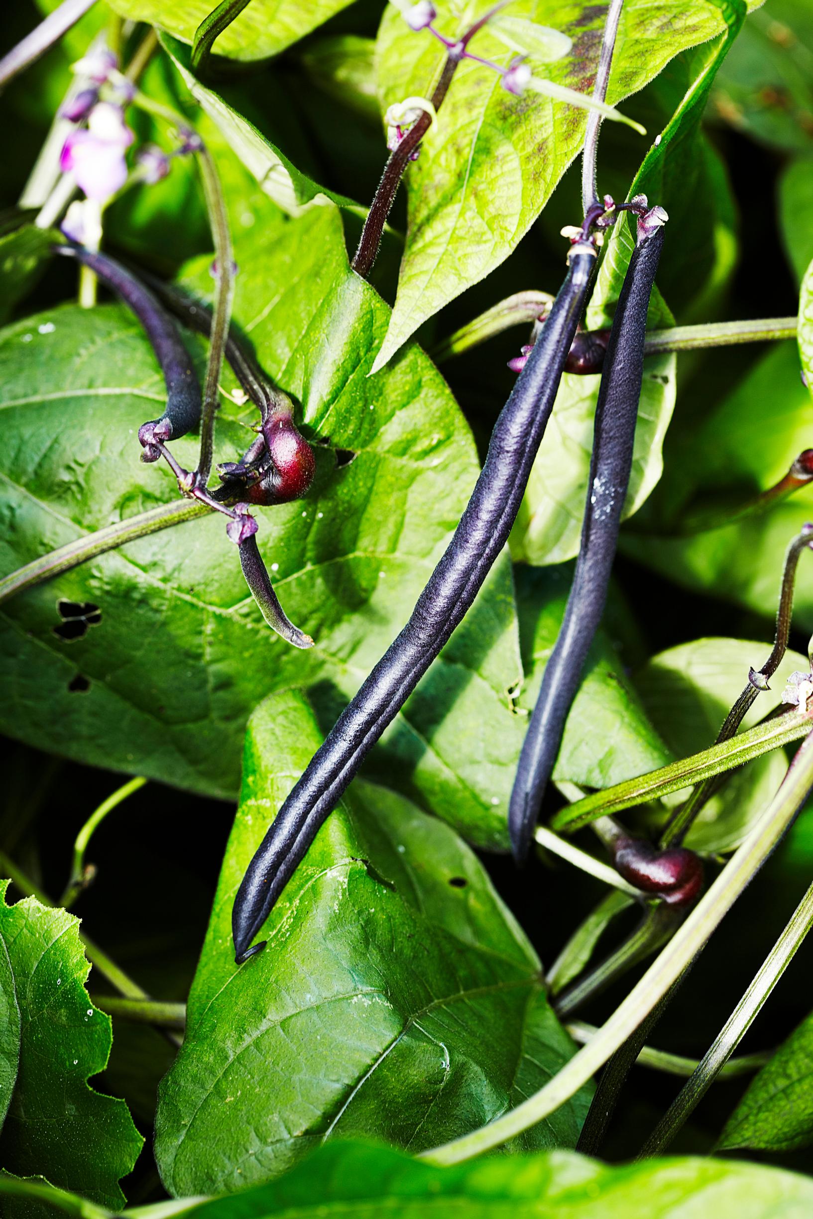 Bean varieties: French bean ’Purple Teepee’
