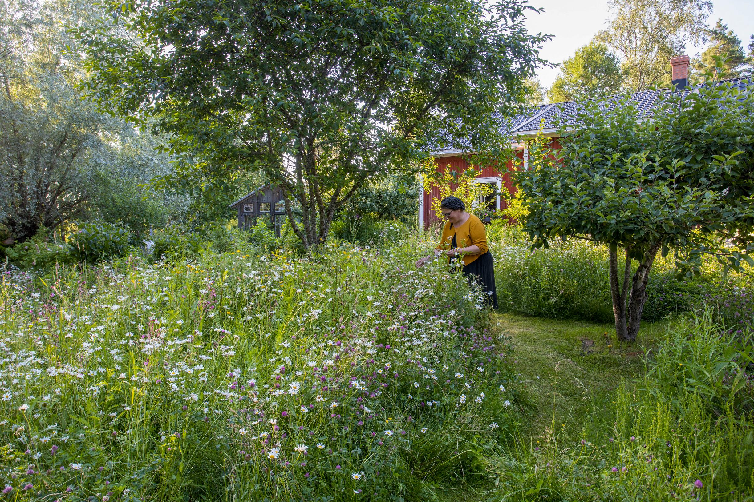 No-dig meadow