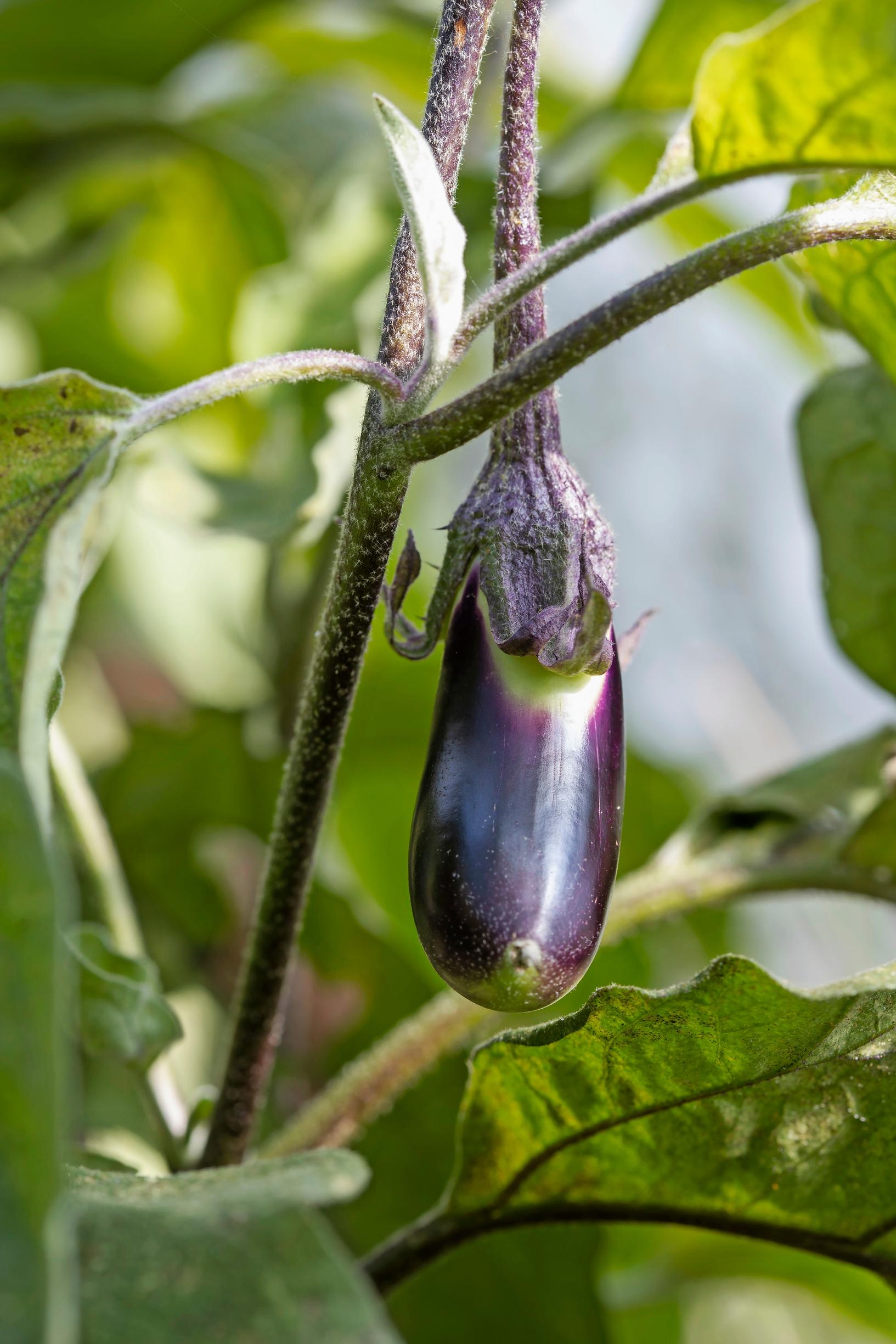 An eggplant and green leaves