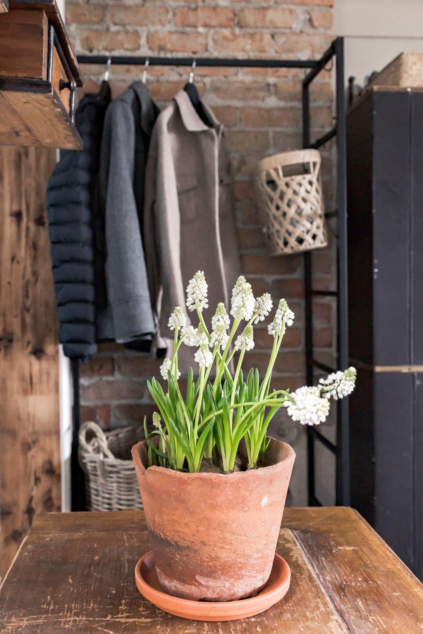 Grape hyacinths in a clay pot