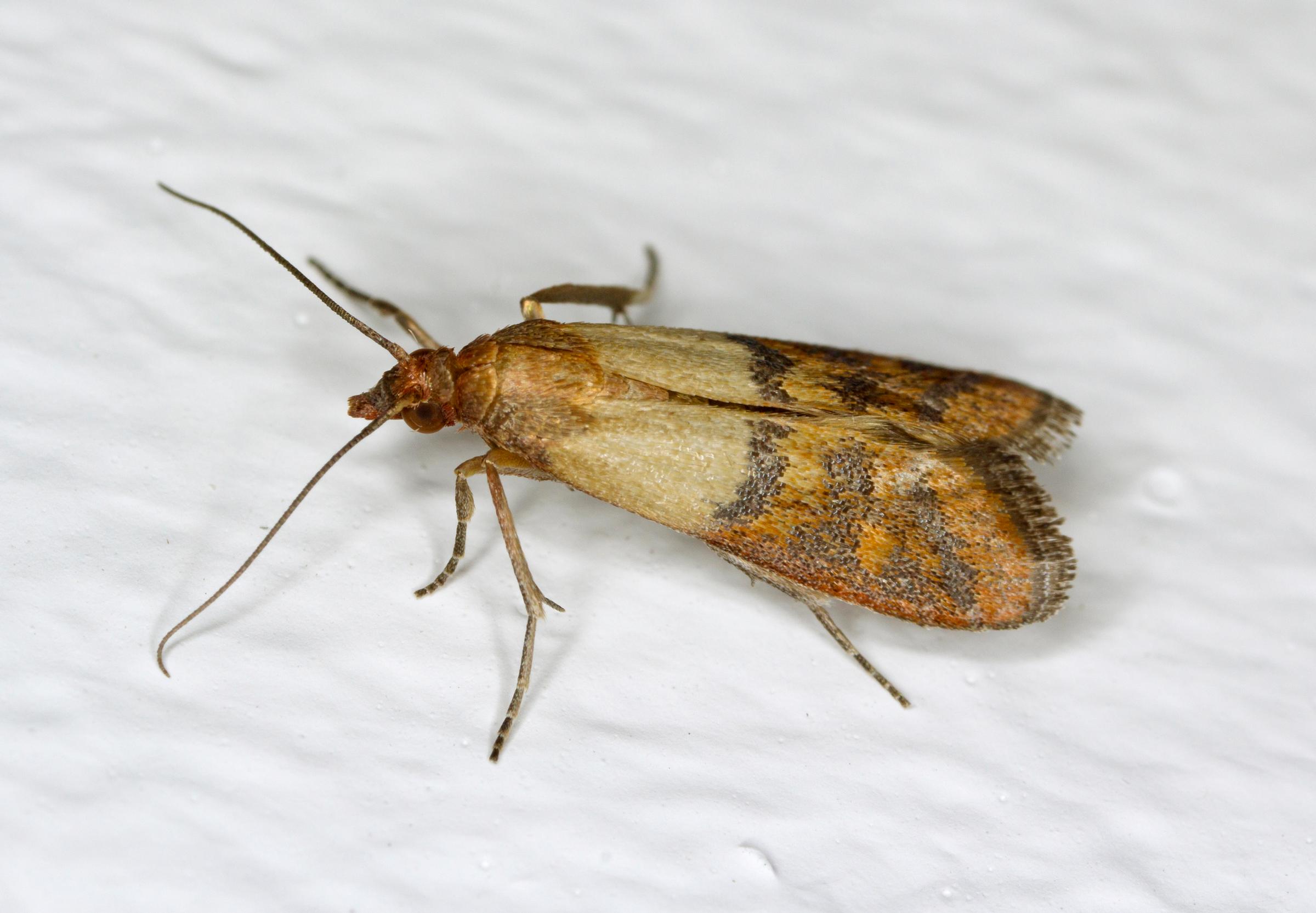 Pantry moth