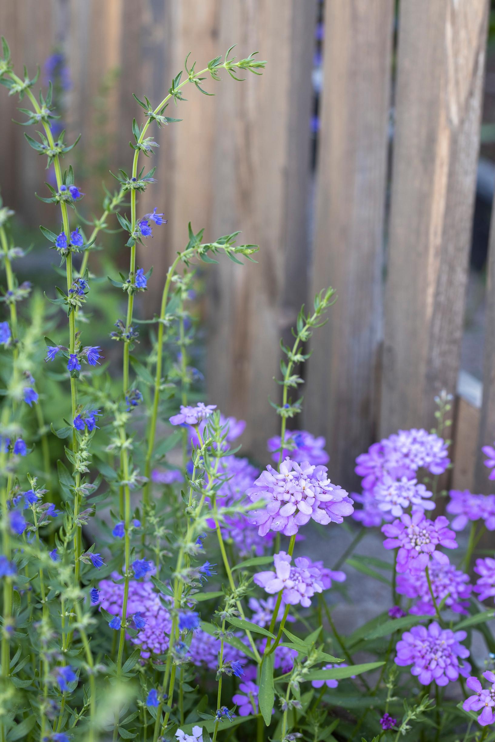 Annual soapwort grows alongside hyssop.