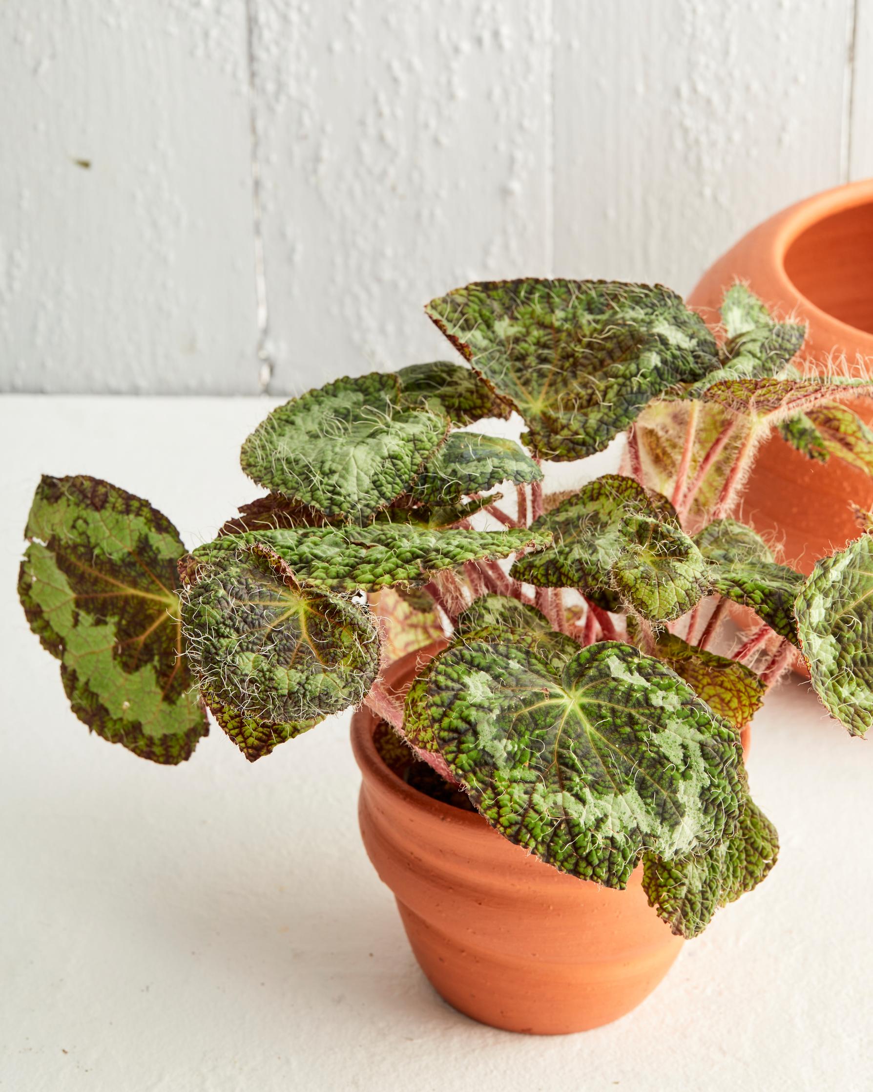 Begonia in a pot.