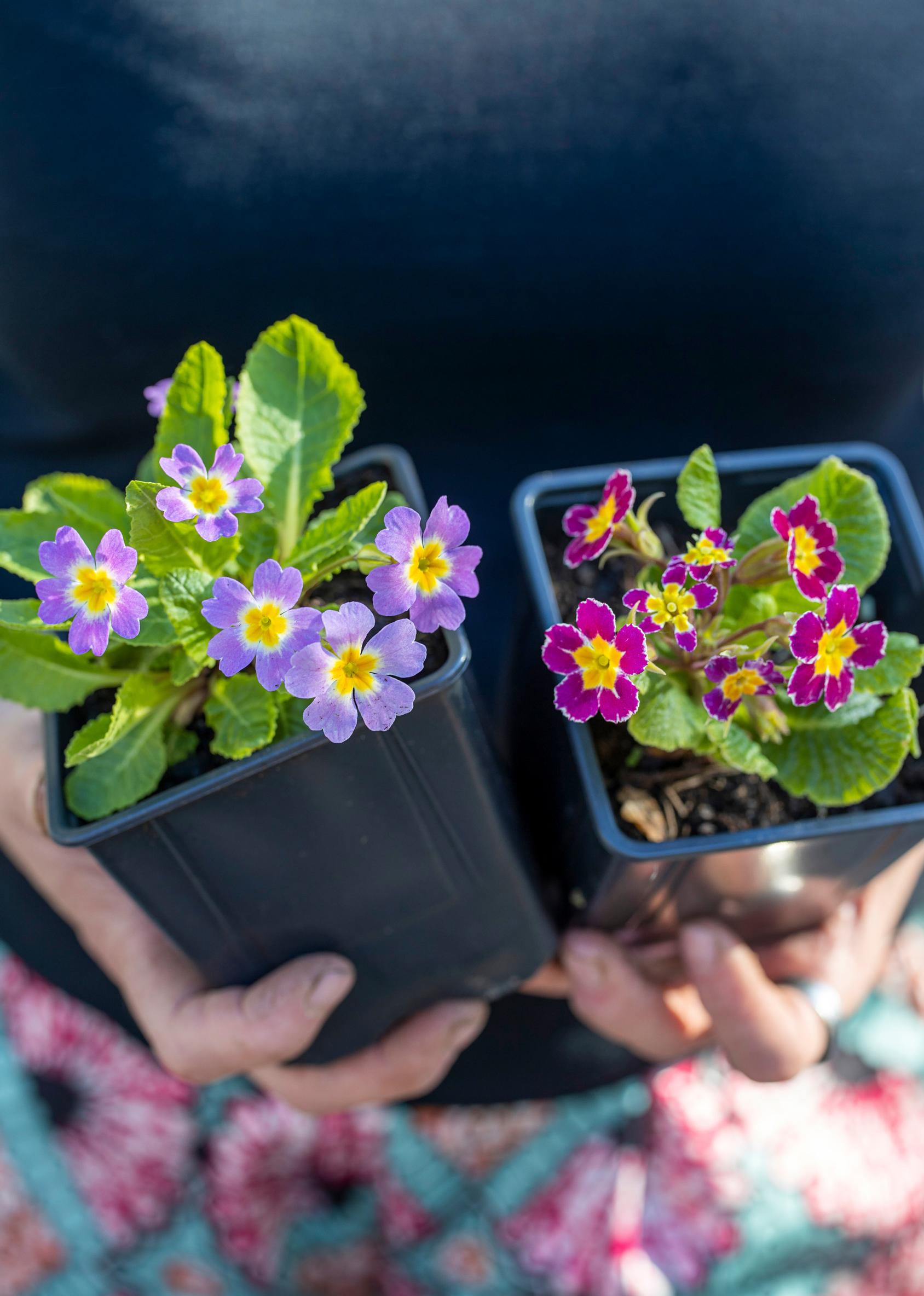 Primrose is more versatile than its reputation: to the right of ‘Inga’ creeping primrose is the southern cowslip ‘Silver Lace Purple’.
