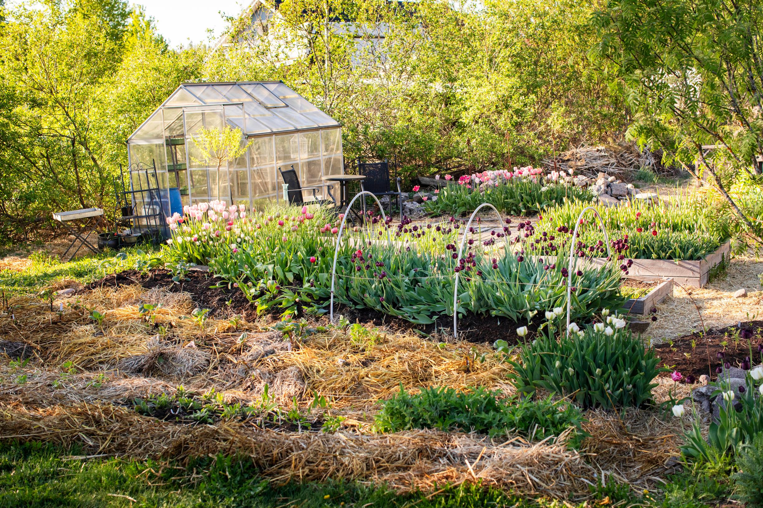Tulip farming – growing cut tulips: tulip beds