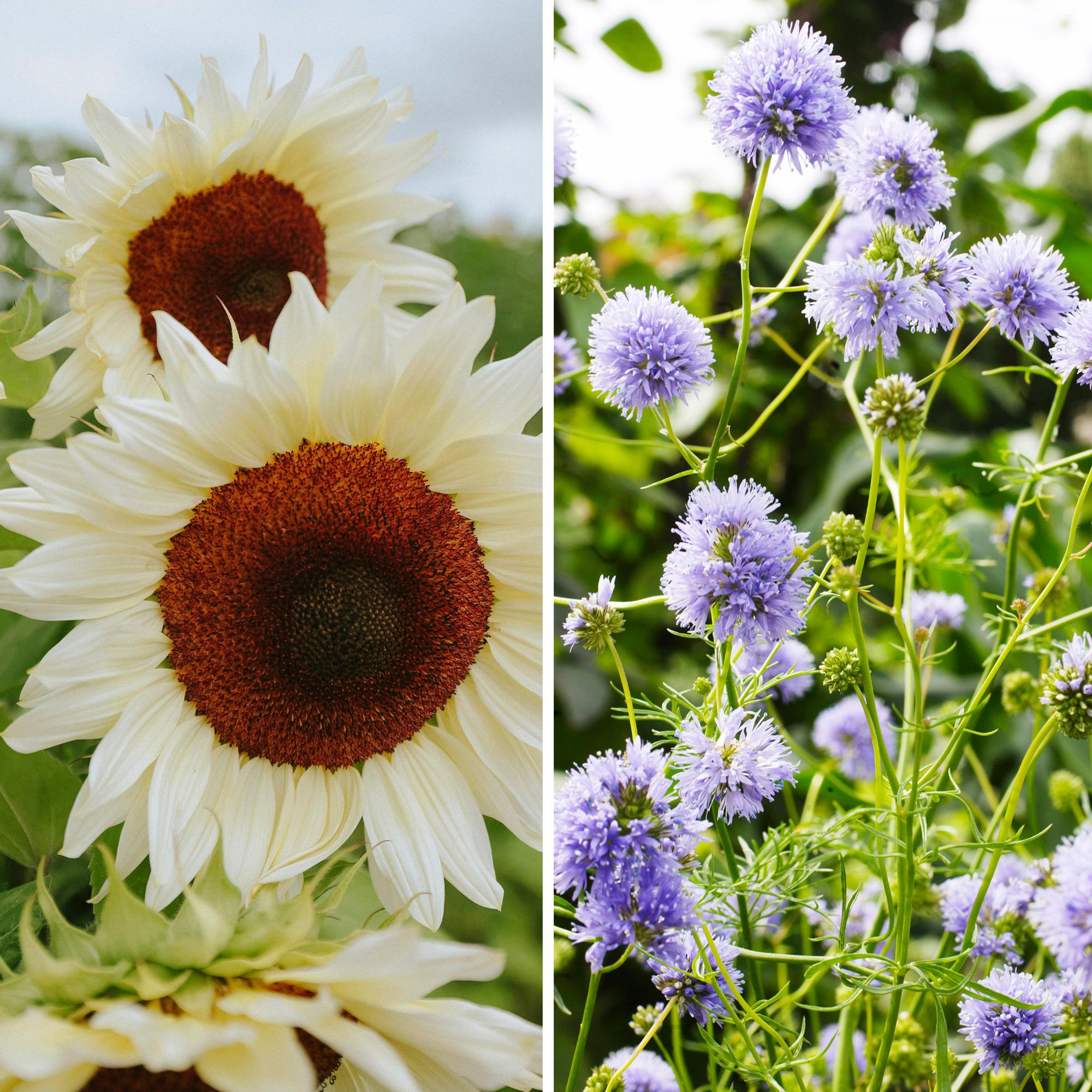 Direct sow summer flowers: these quick-growing (and beautiful!) blooms can still be sown in early summer
