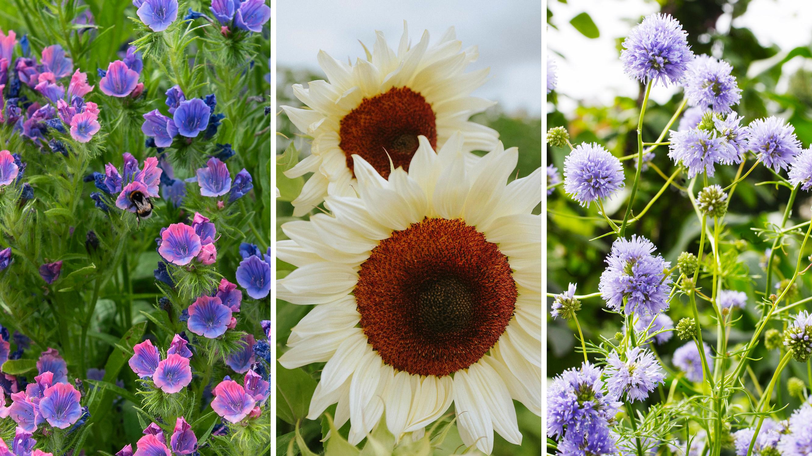 Direct sow summer flowers: these quick-growing (and beautiful!) blooms can still be sown in early summer