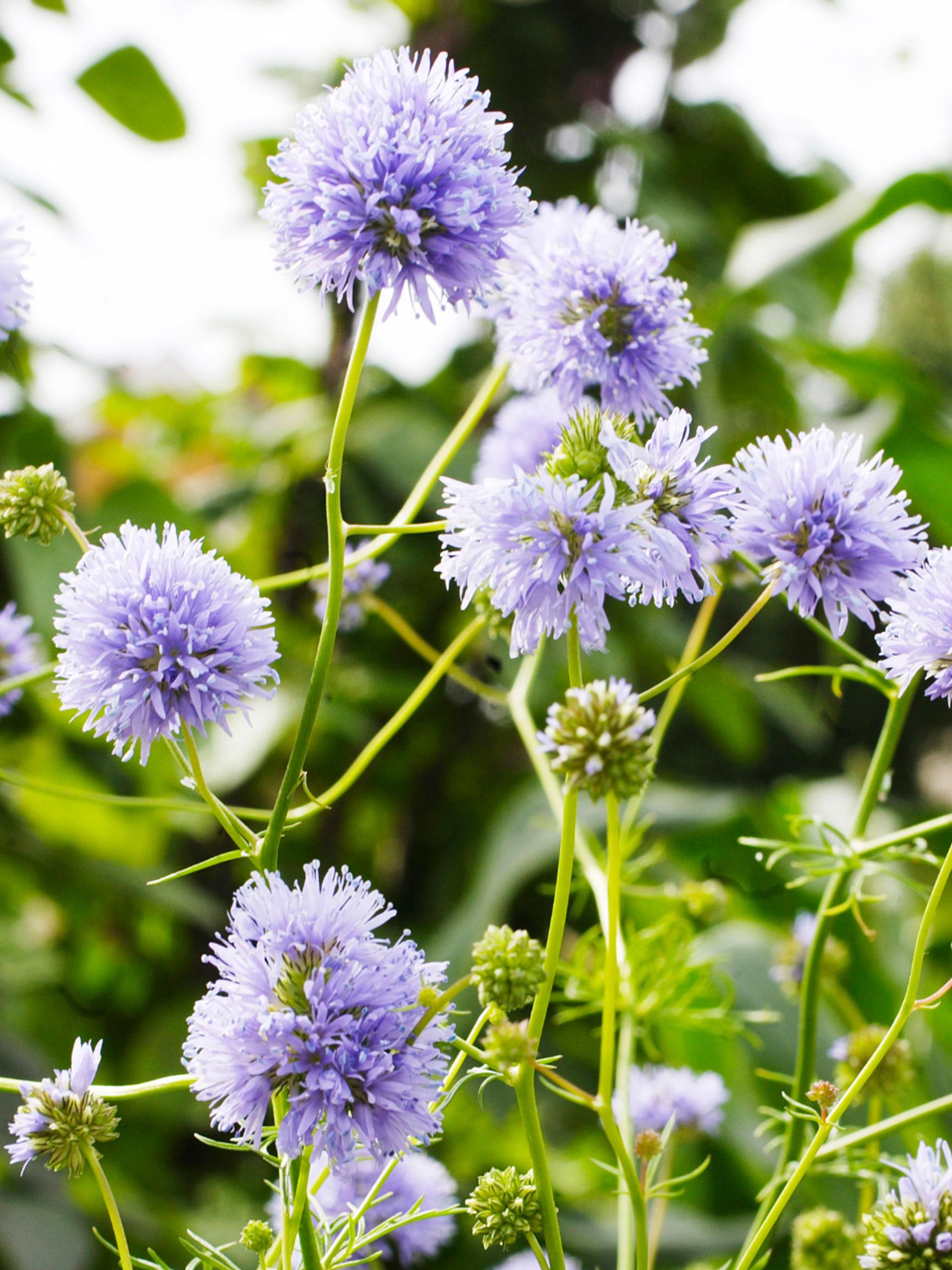 Direct sow summer flowers: these quick-growing (and beautiful!) blooms can still be sown in early summer