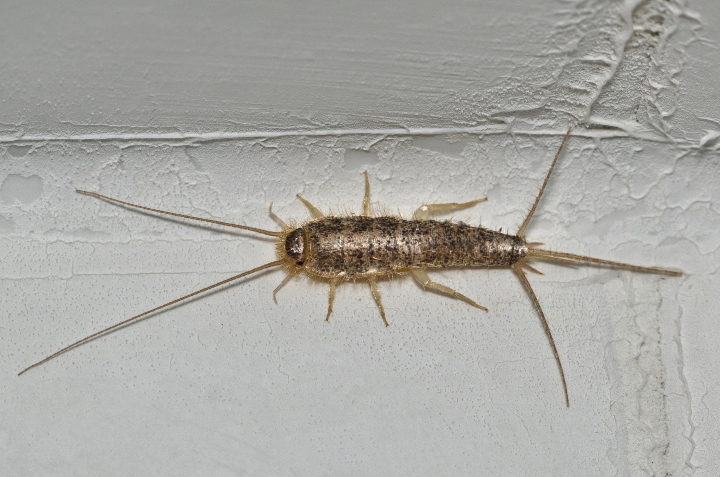 Paper silverfish