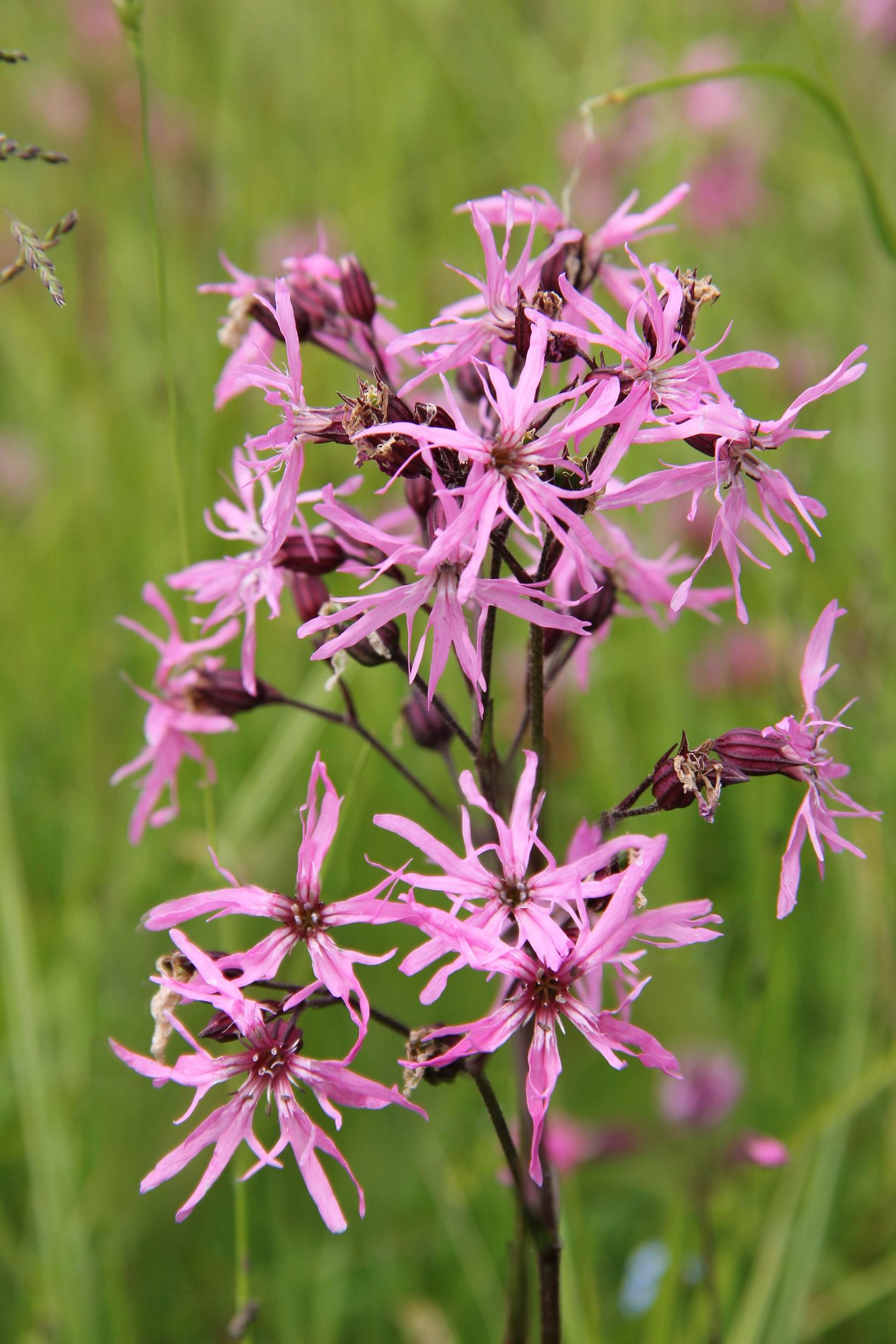 Ragged robin