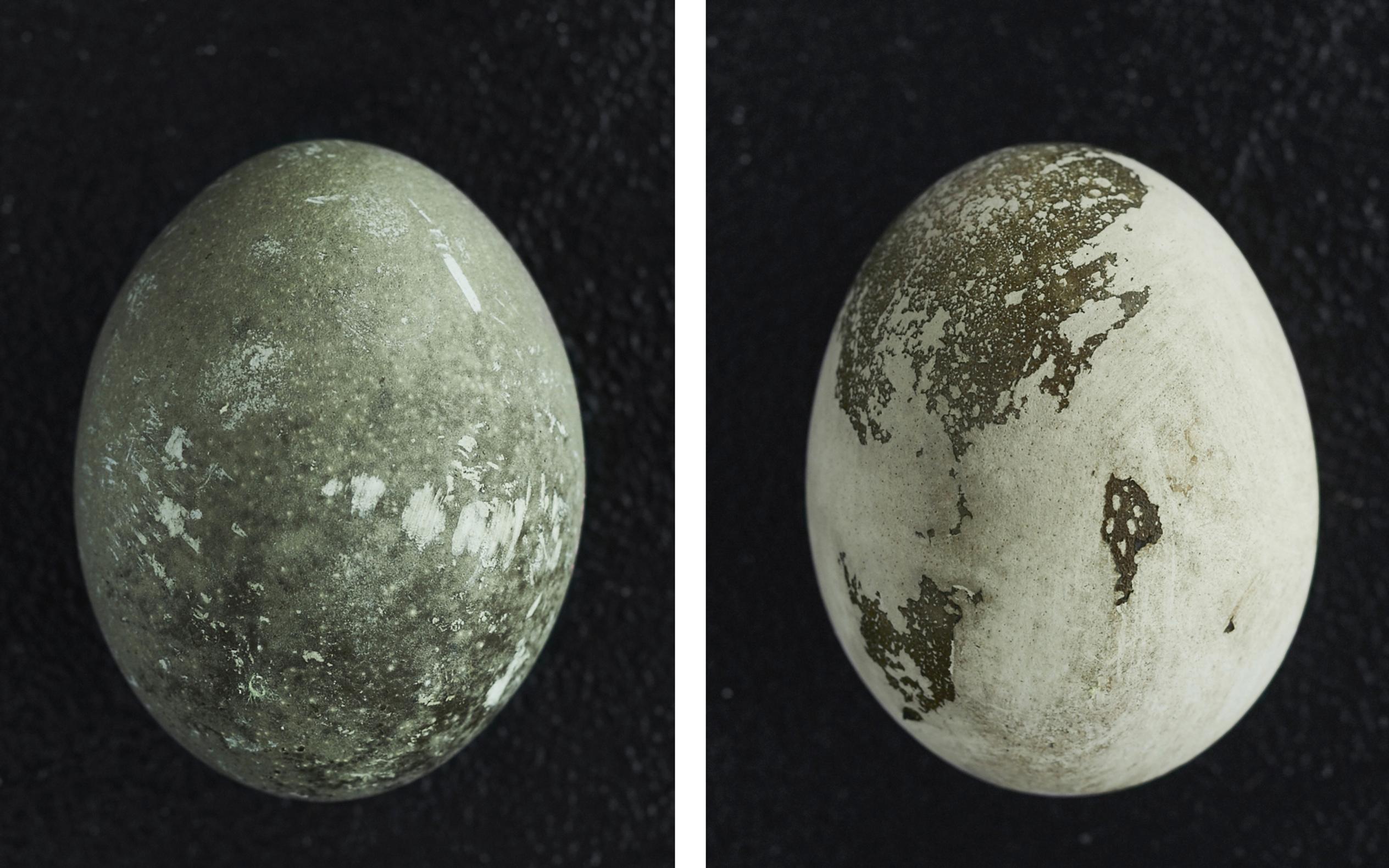 Egg dyed with berry tea