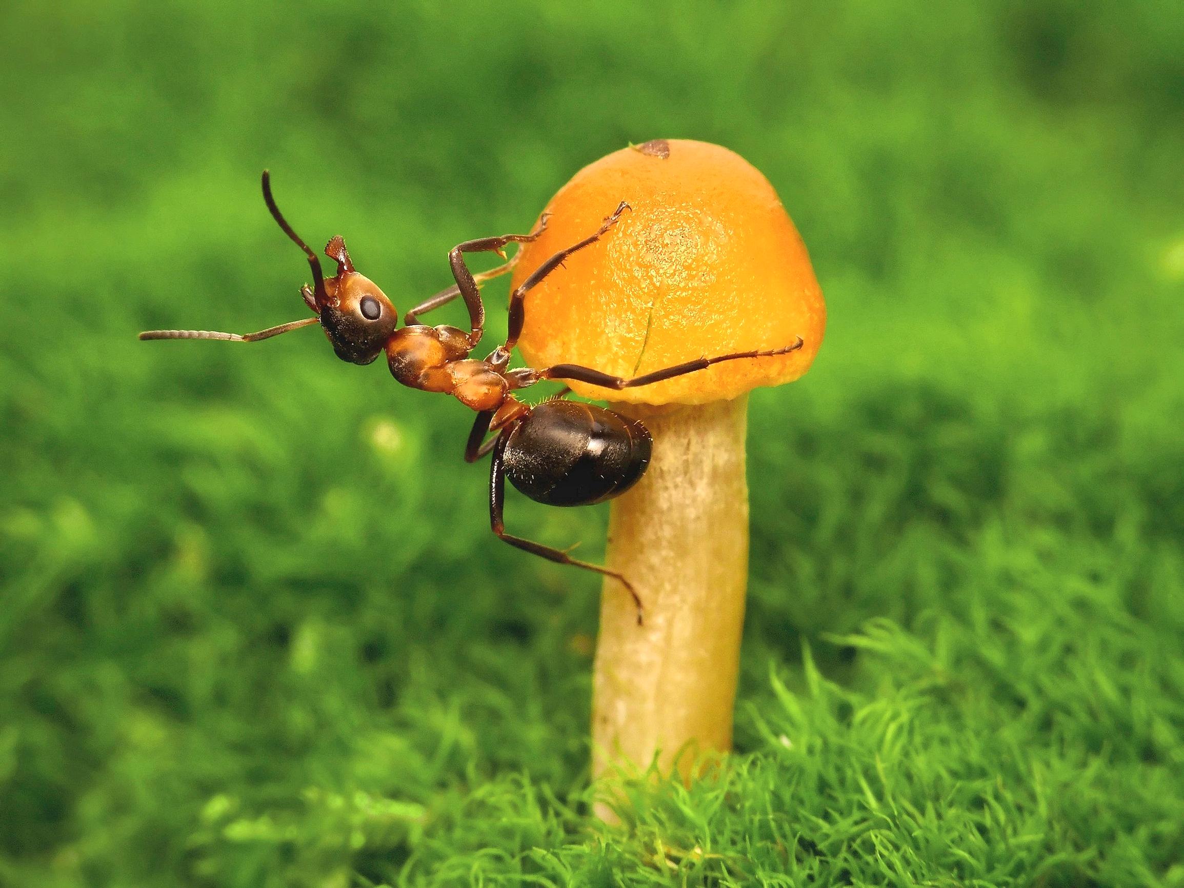 Don’t destroy ants out of habit: nature’s pest controllers against ticks and other garden pests