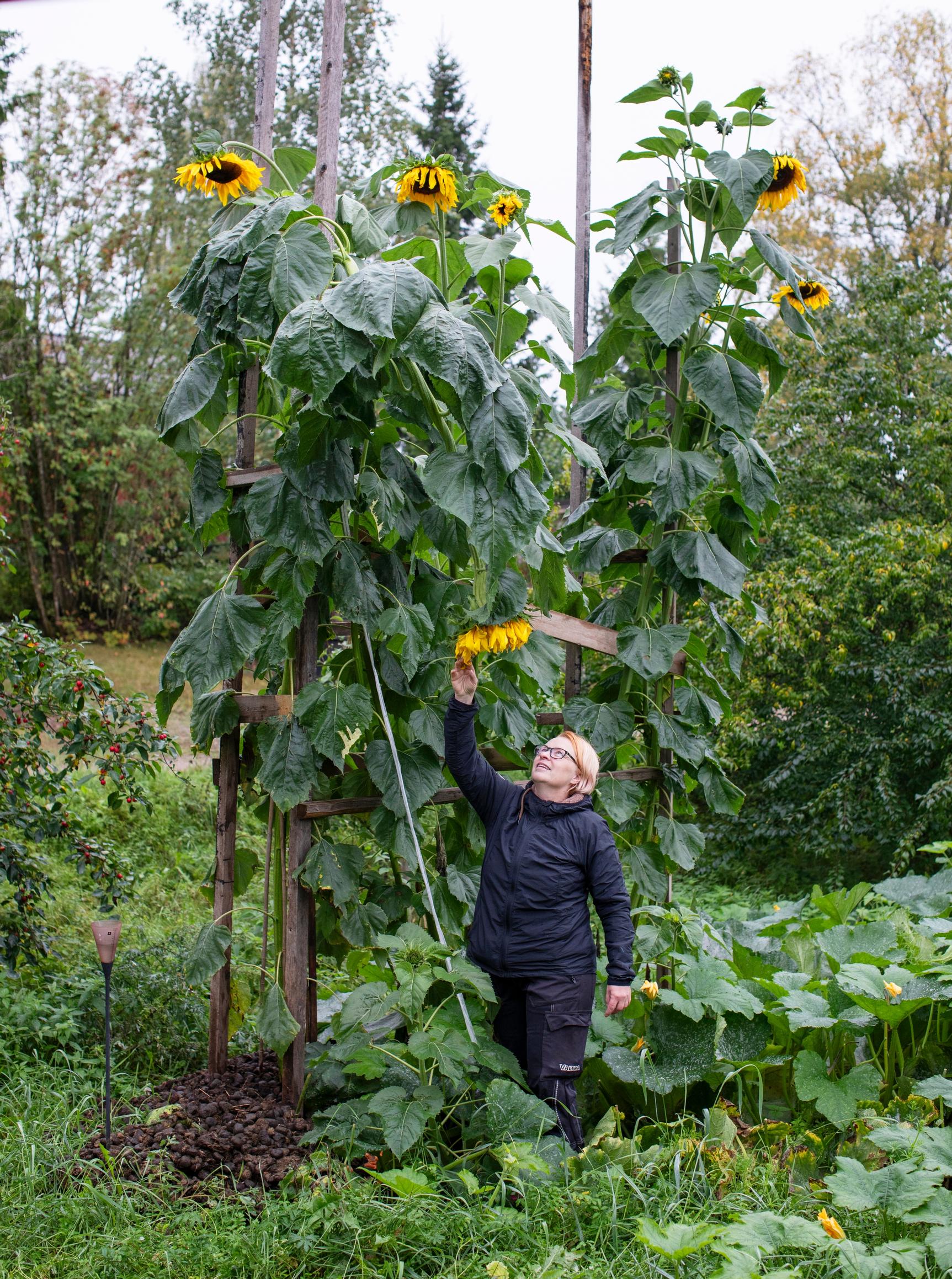 The sunflowers are nearly five meters (16 ft) tall.