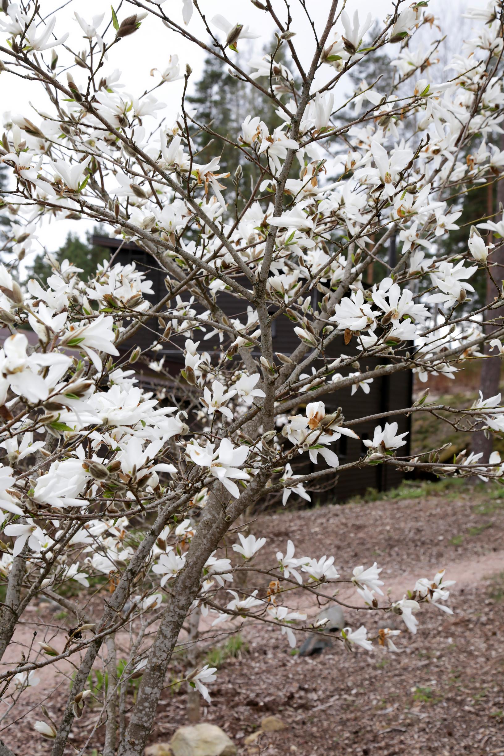 Loebner magnolia blooming in May