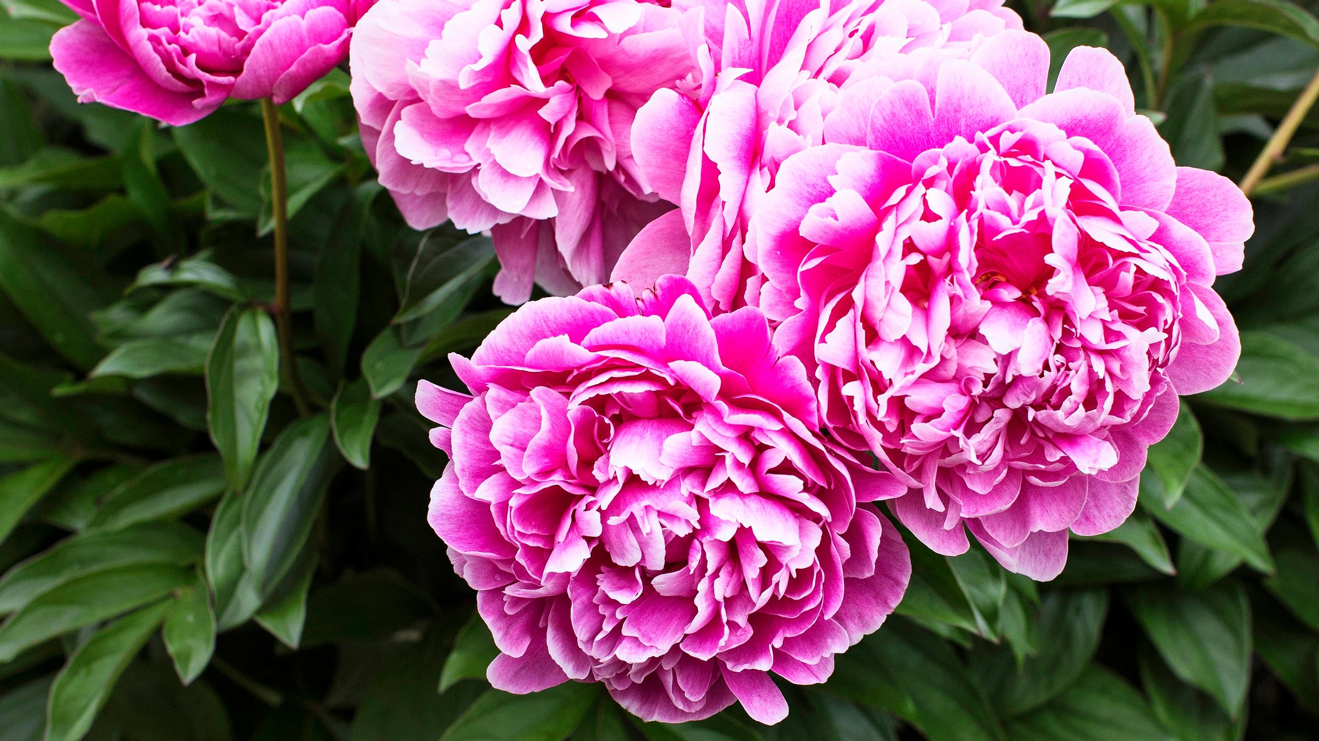 Blooming of peonies: summer’s most anticipated event—your guide to peony plant care, fertilization and growing