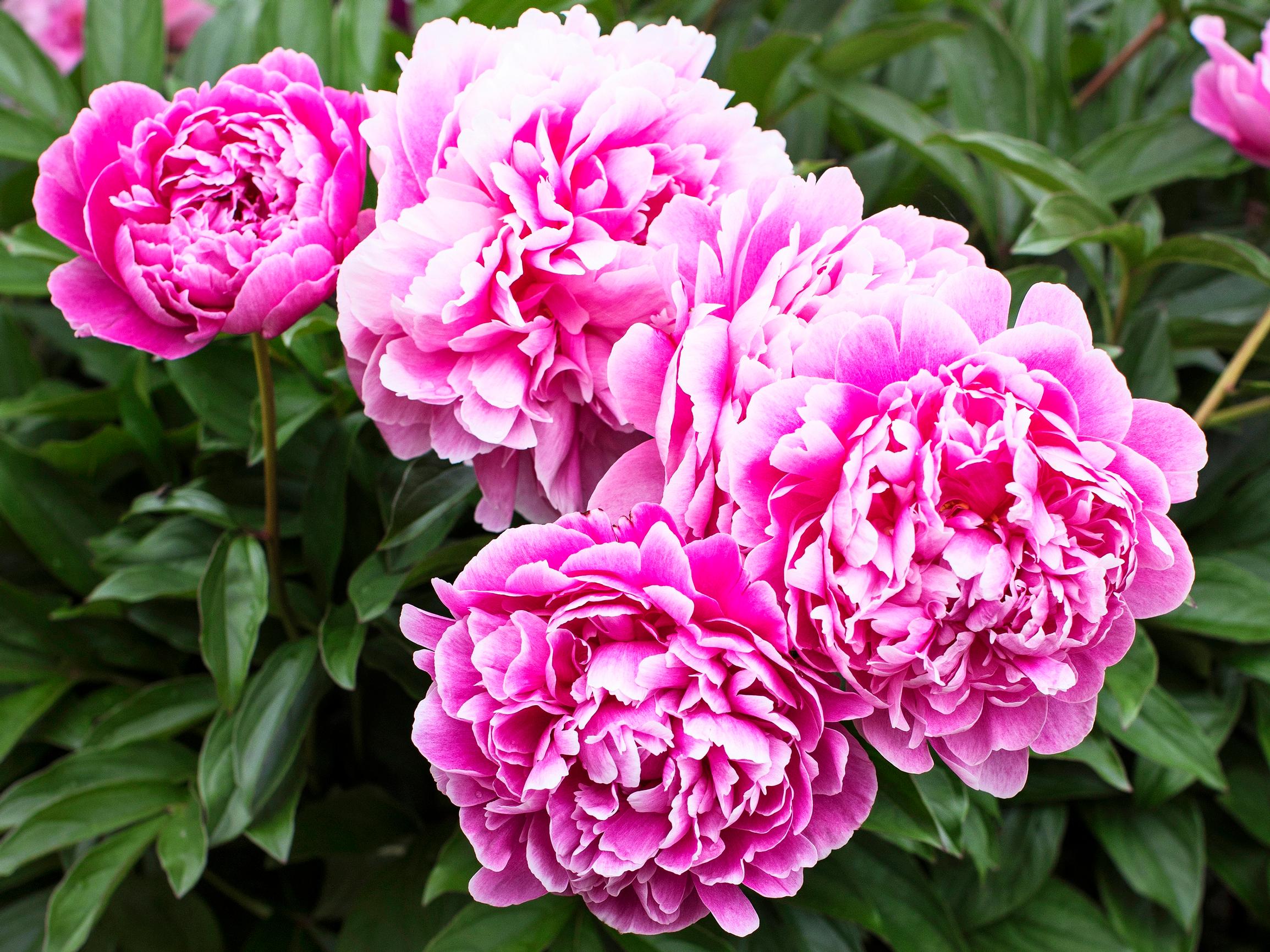 Blooming of peonies: summer’s most anticipated event—your guide to peony plant care, fertilization and growing