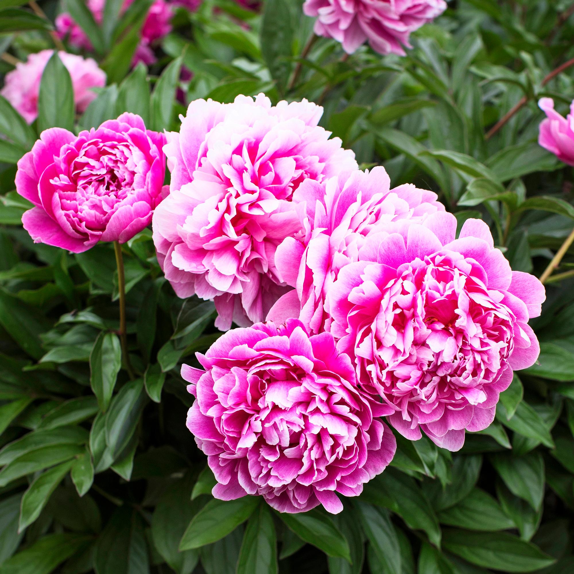 Blooming of peonies: summer’s most anticipated event—your guide to peony plant care, fertilization and growing