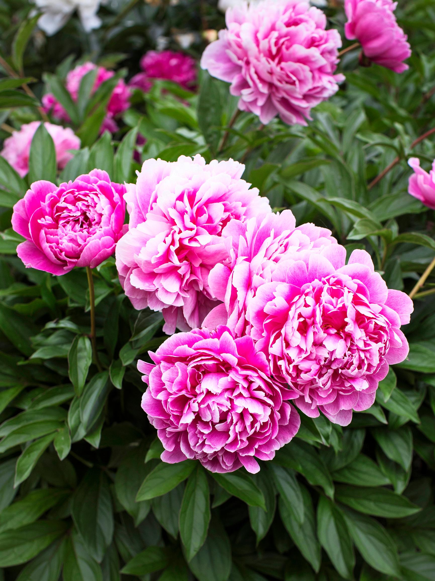 Blooming of peonies: summer’s most anticipated event—your guide to peony plant care, fertilization and growing