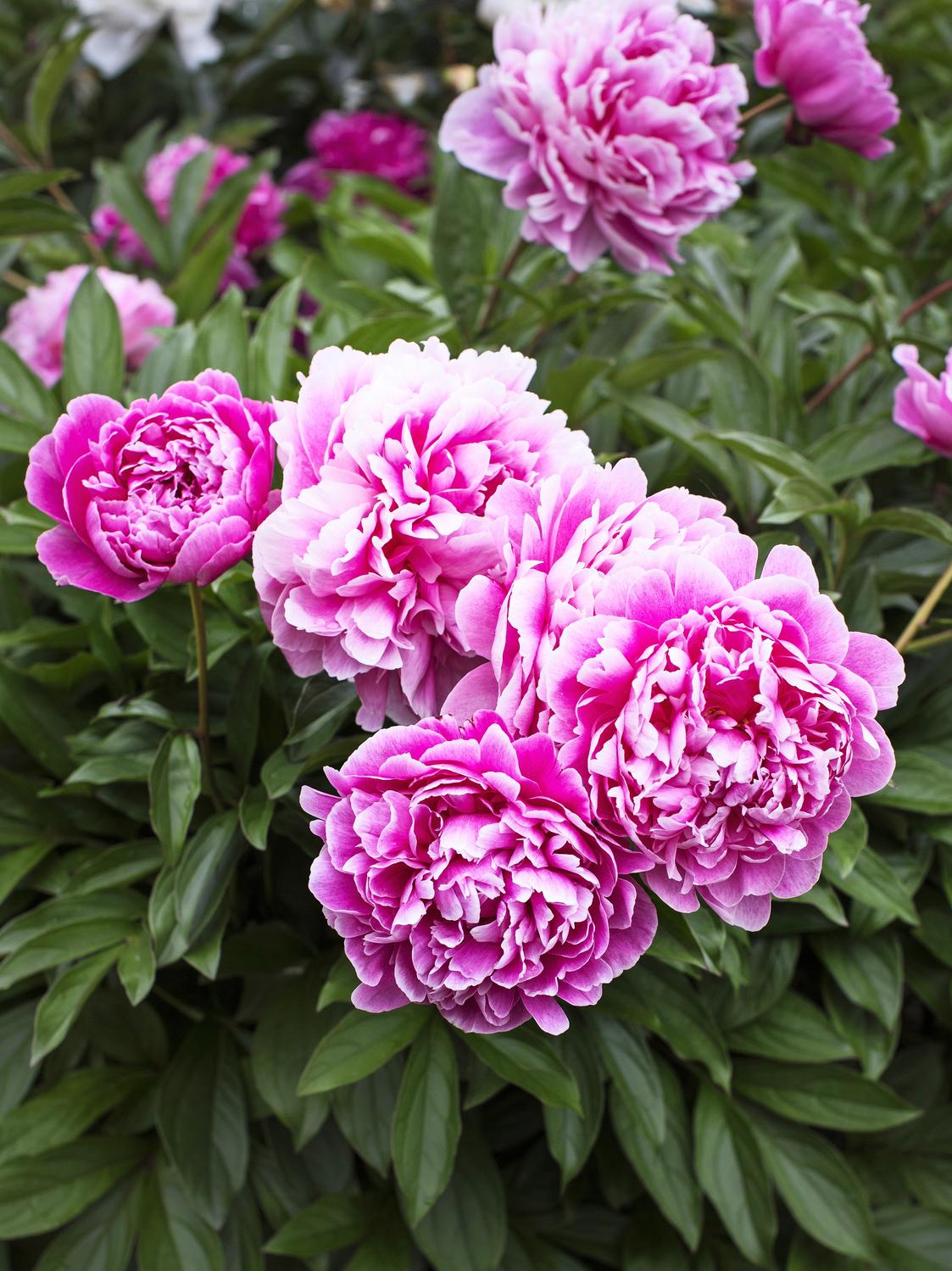 Peony plant care and growing: expert tips and instructions | Kotona Living