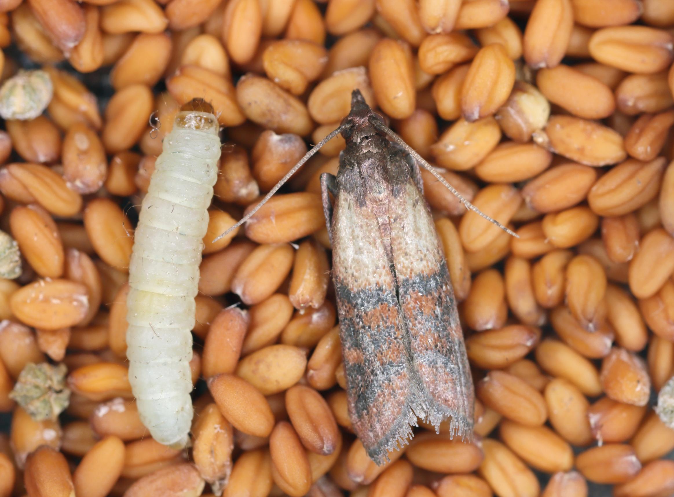 Adult pantry moth and pantry moth larva