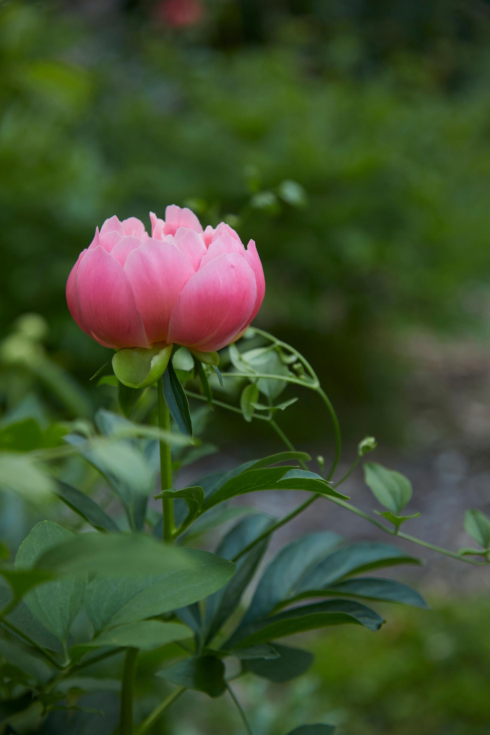 ‘Pink Hawaiian Coral’ is an early variety that kicks off peony season.