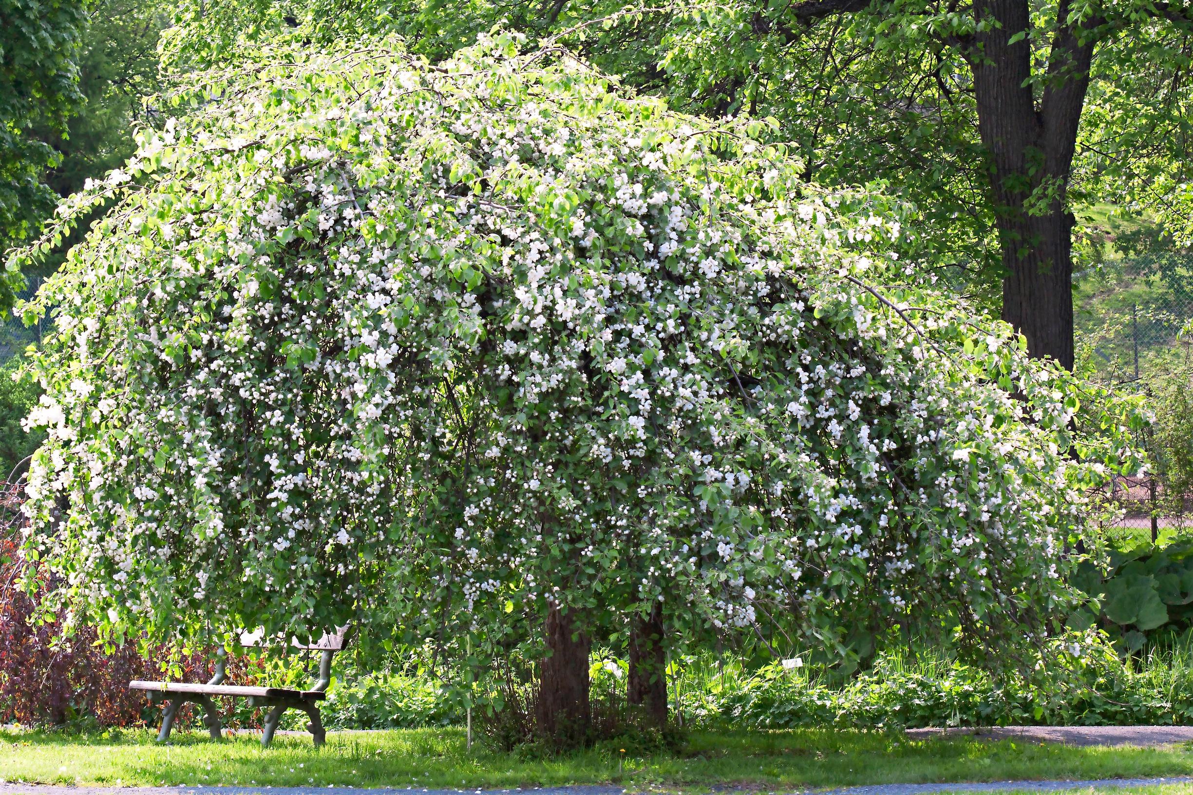 flowering trees for cold climate