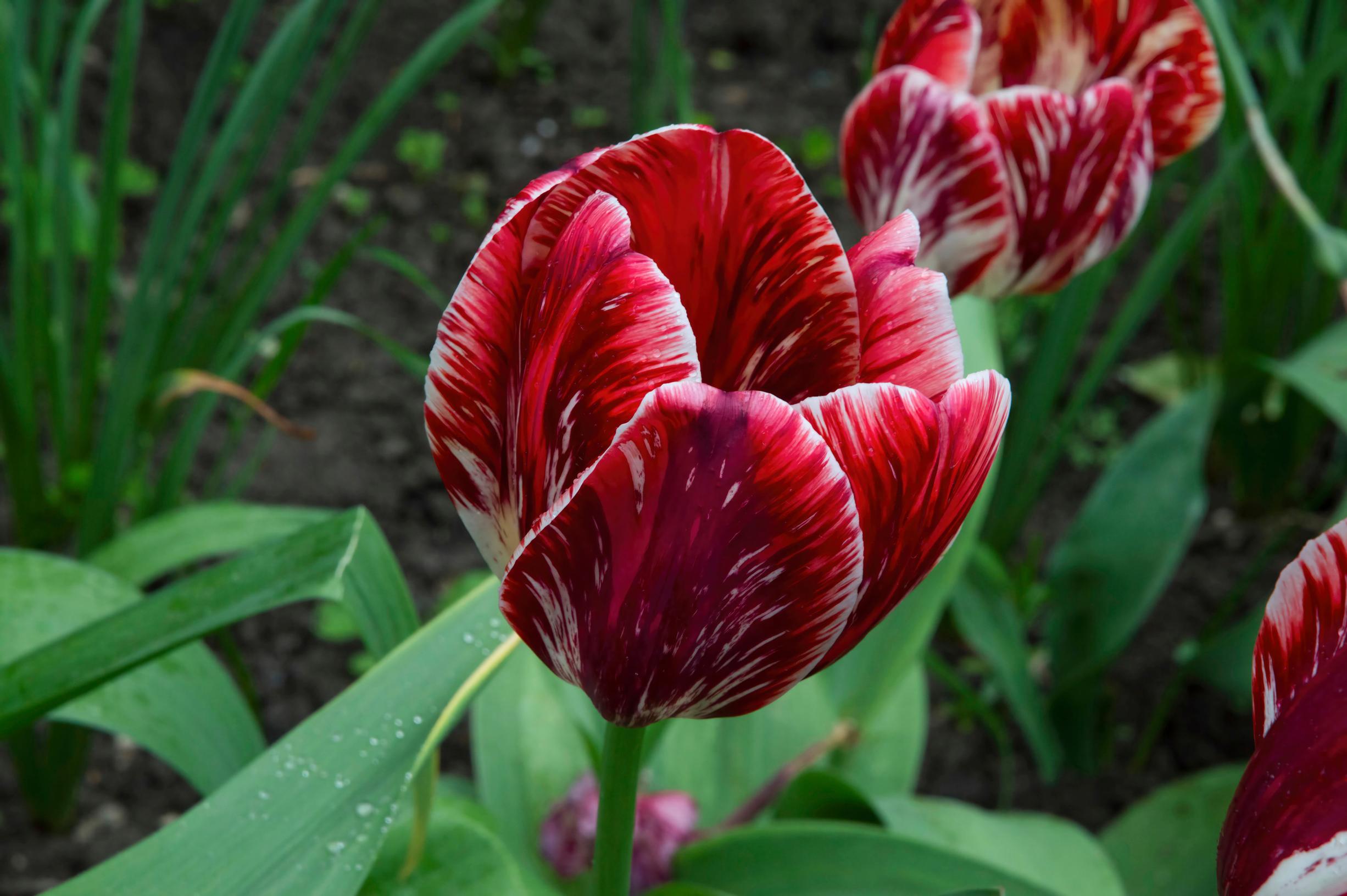 tulip facts: tulip ‘Zomerschoon’