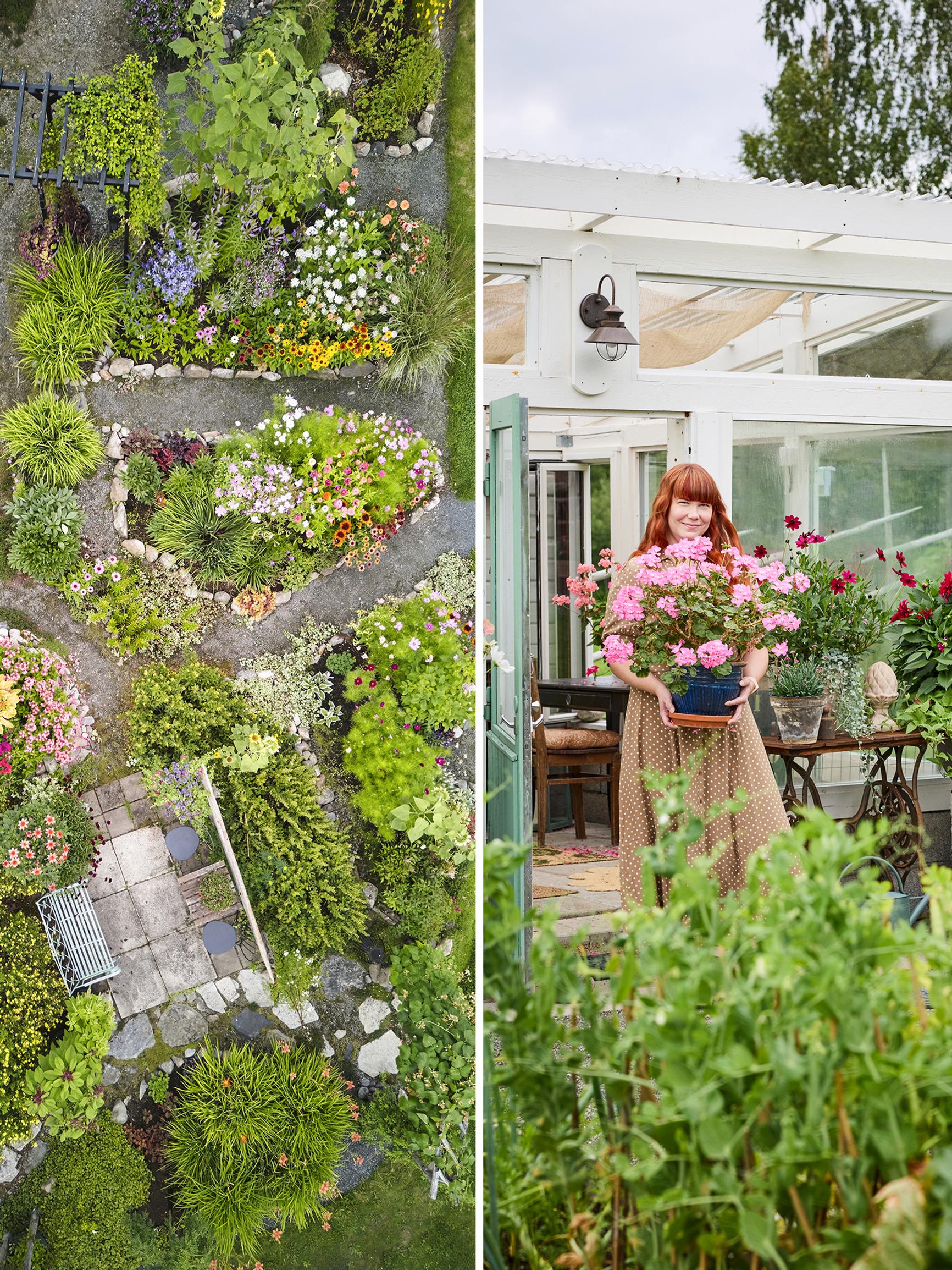 “I wanted something beautiful in the yard without spending much,” says Laura—here’s how to grow a stunning mass of flowers on a small budget
