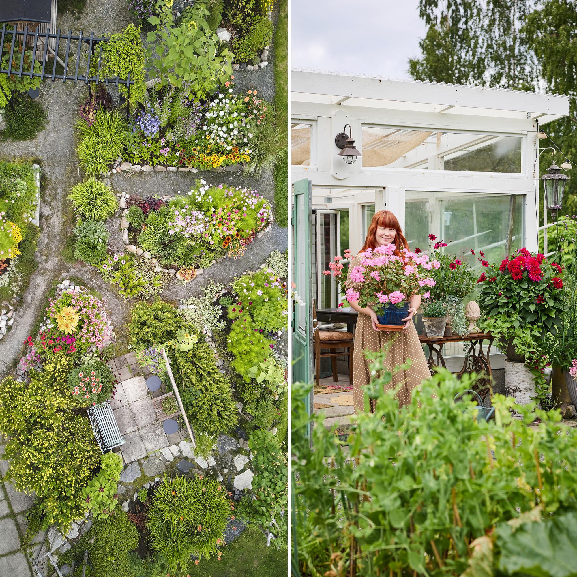 “I wanted something beautiful in the yard without spending much,” says Laura—here’s how to grow a stunning mass of flowers on a small budget