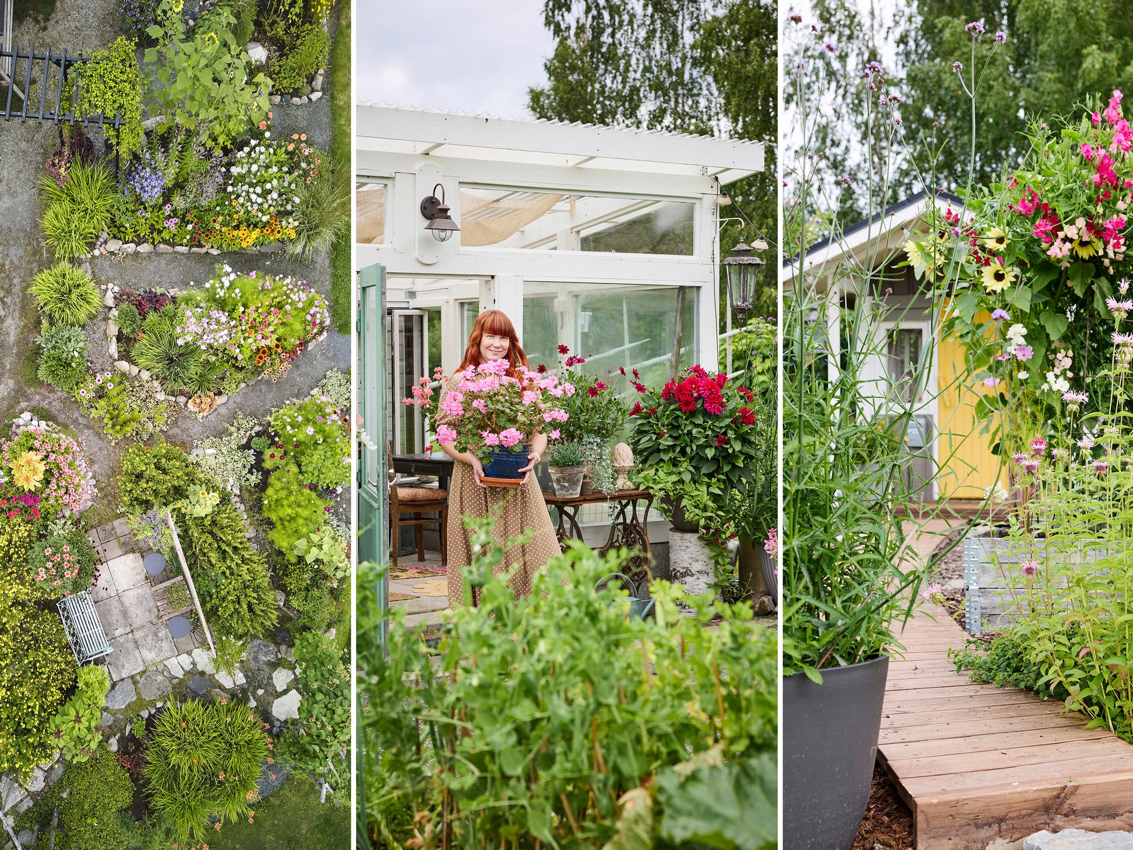 “I wanted something beautiful in the yard without spending much,” says Laura—here’s how to grow a stunning mass of flowers on a small budget