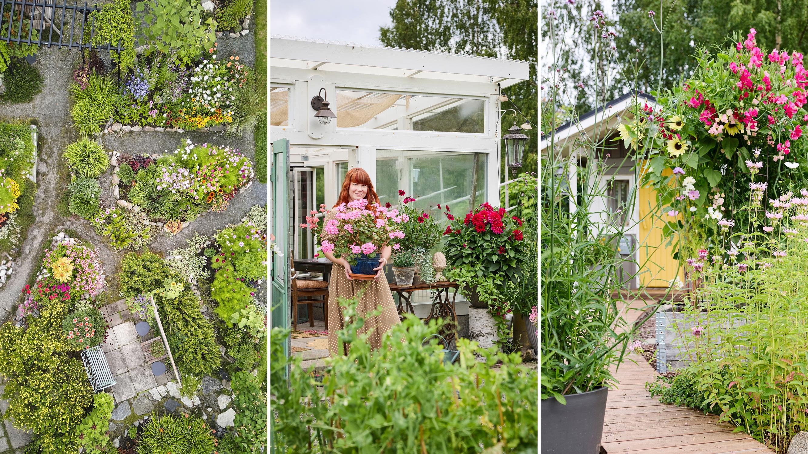 “I wanted something beautiful in the yard without spending much,” says Laura—here’s how to grow a stunning mass of flowers on a small budget