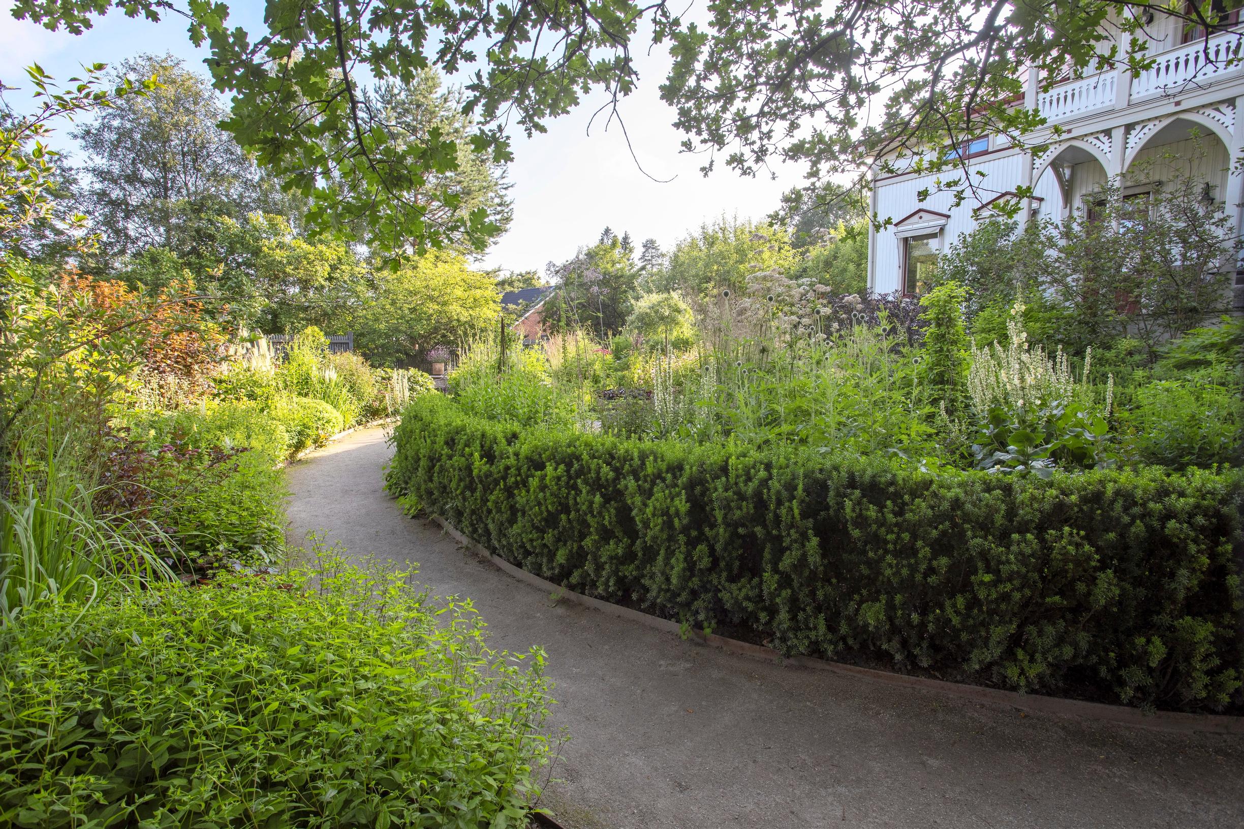 There’s no lawn at all in the garden—it's primarily perennials.