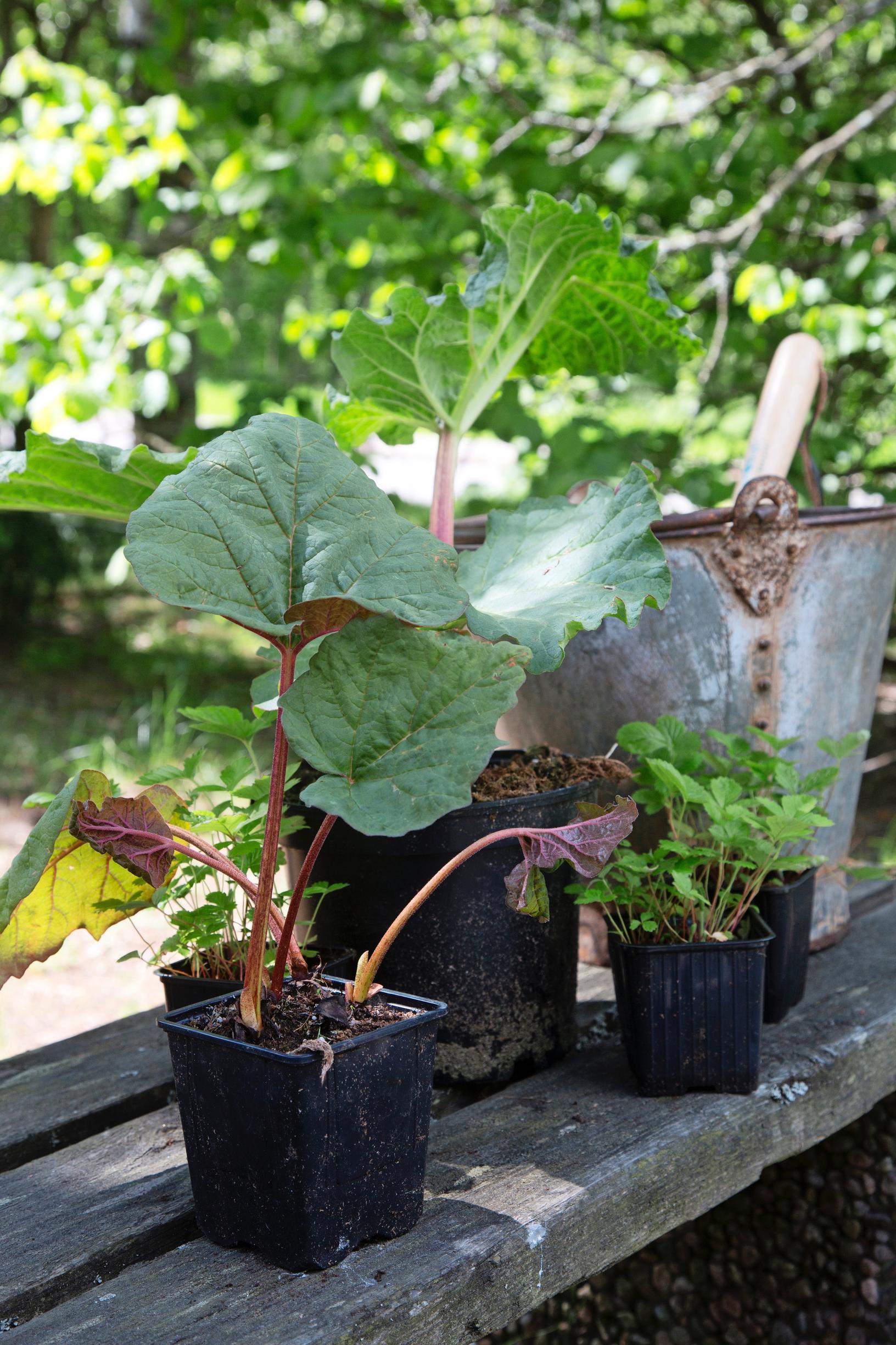 Growing rhubarb: Rhubarb seedling in a pot